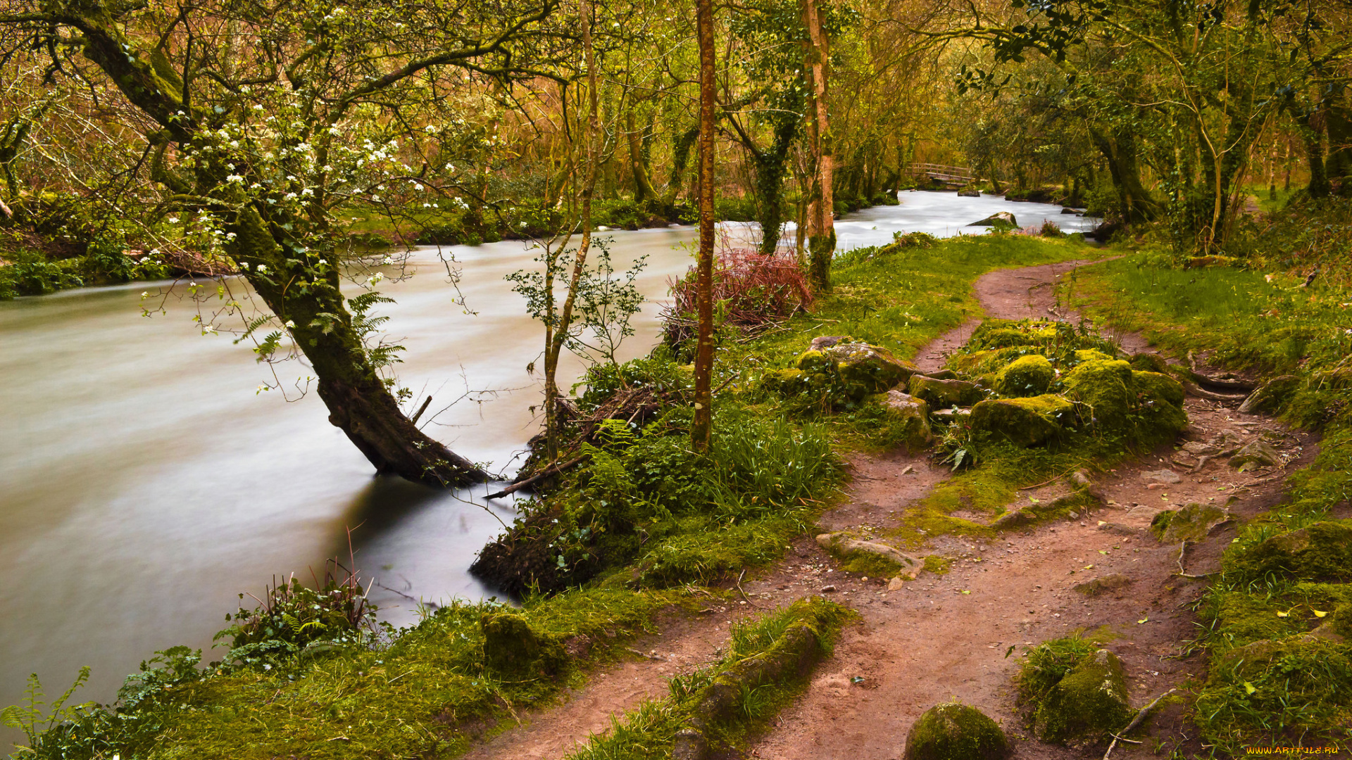 природа, реки, озера, лес, река