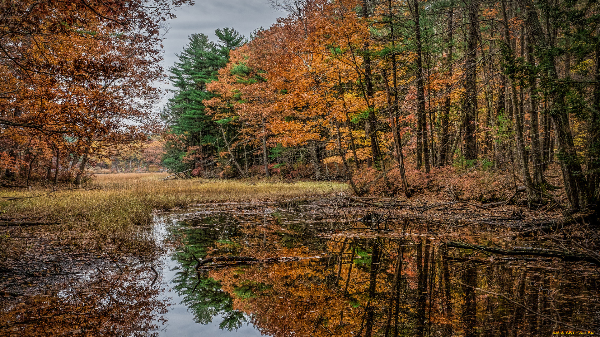 природа, реки, озера, река, лес