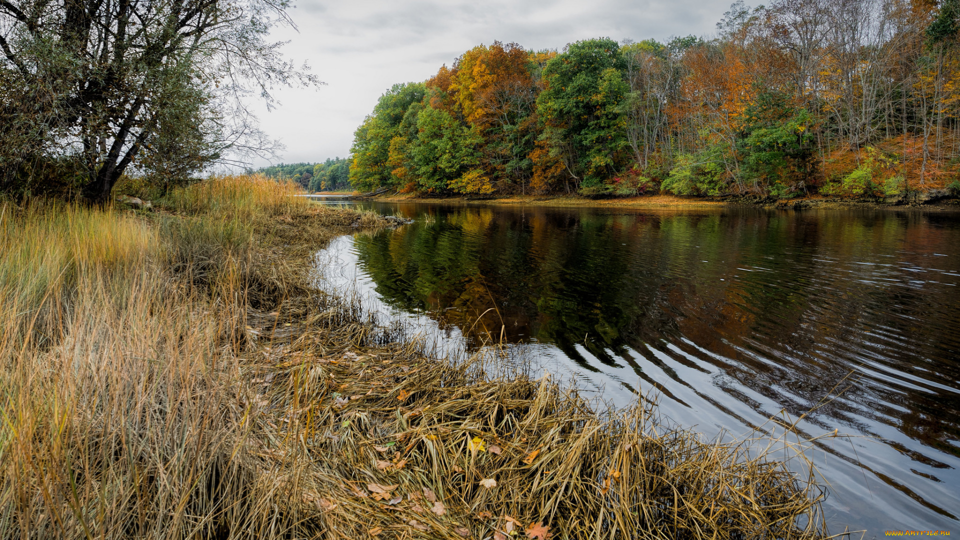 природа, реки, озера, река, лес
