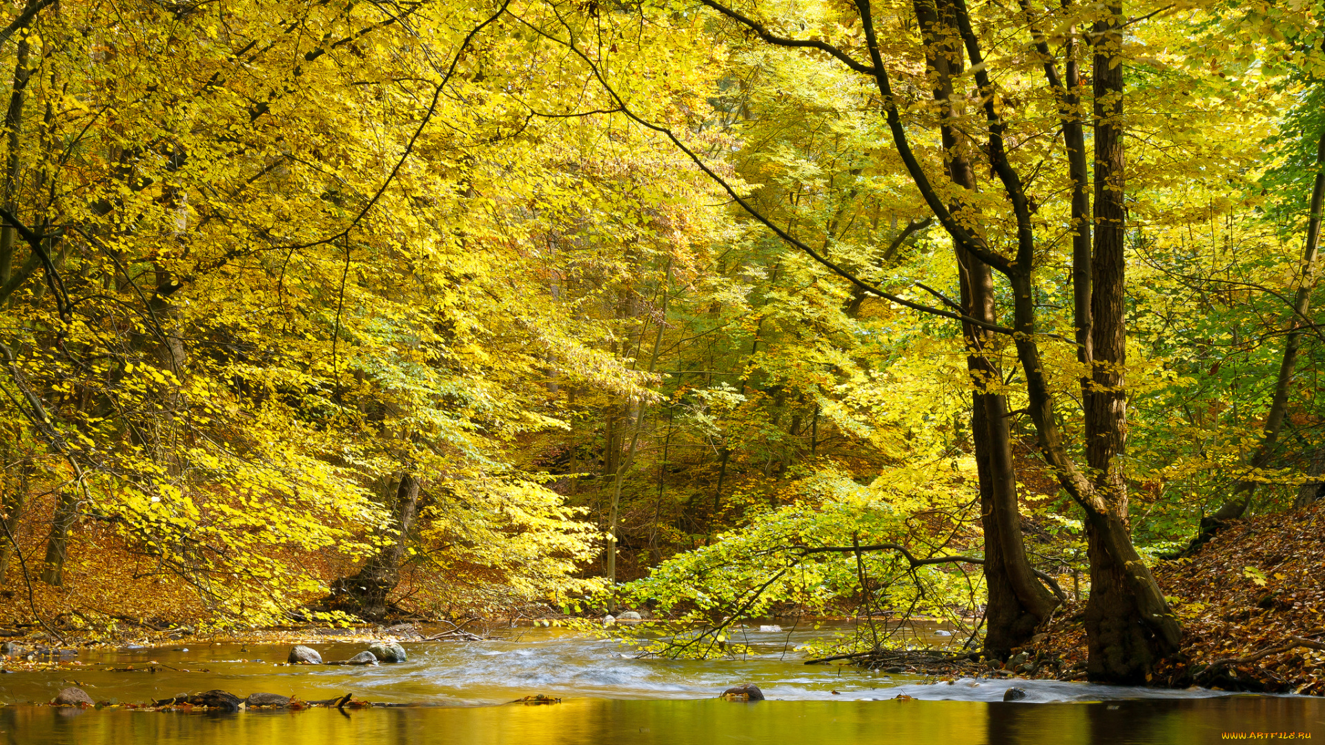 природа, реки, озера, река, лес