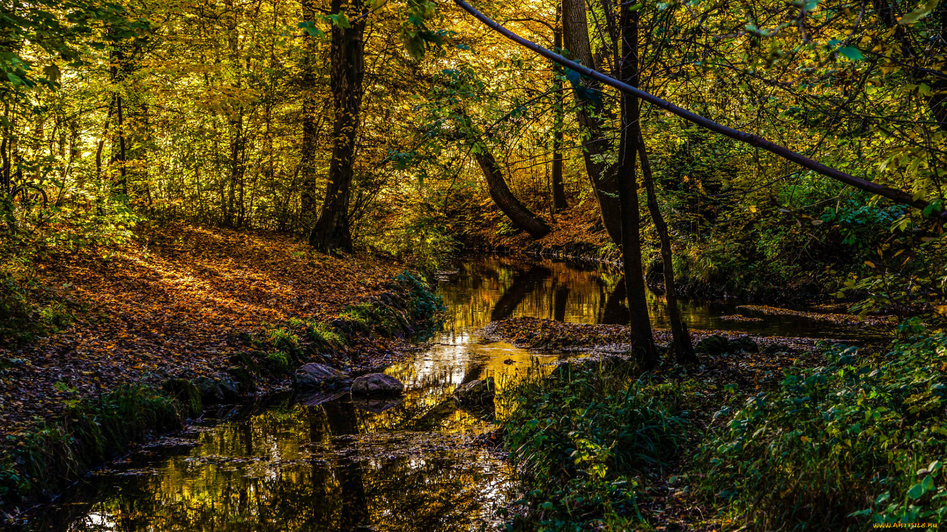 природа, реки, озера, река, лес