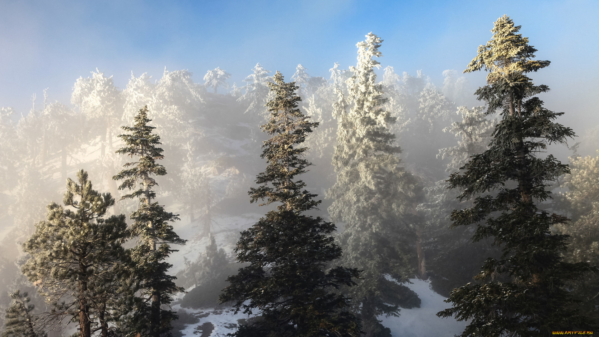 природа, зима, склон, ель, снег, деревья, небо