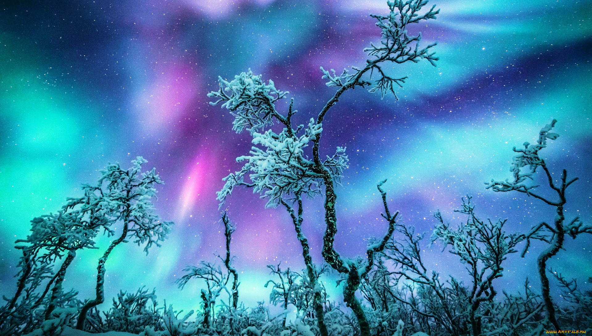 природа, северное, сияние, иней, звезды, ветки, северное, сияние, небо, зима