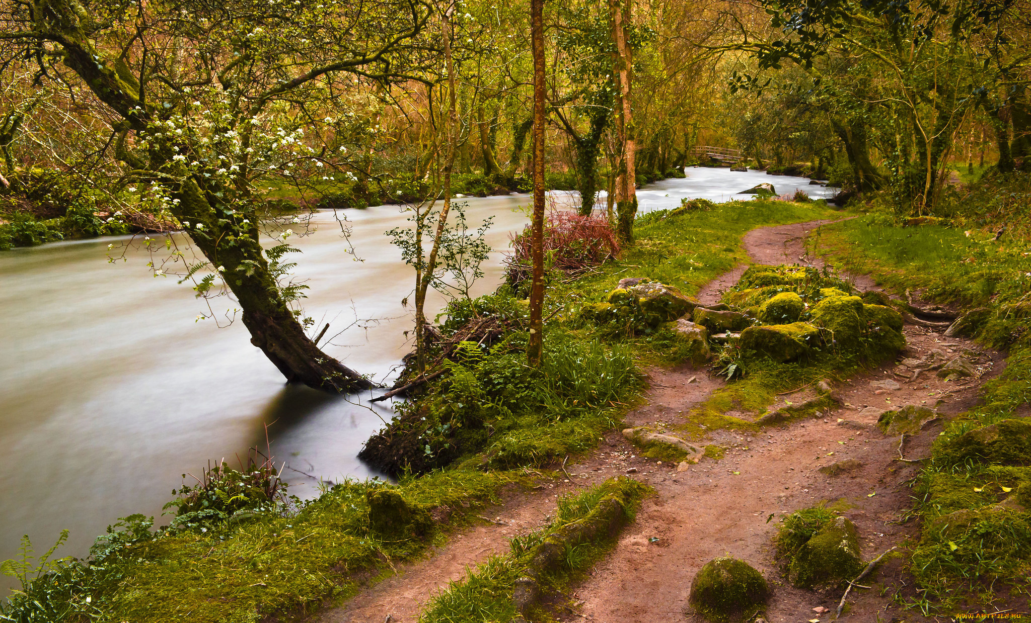 природа, реки, озера, лес, река