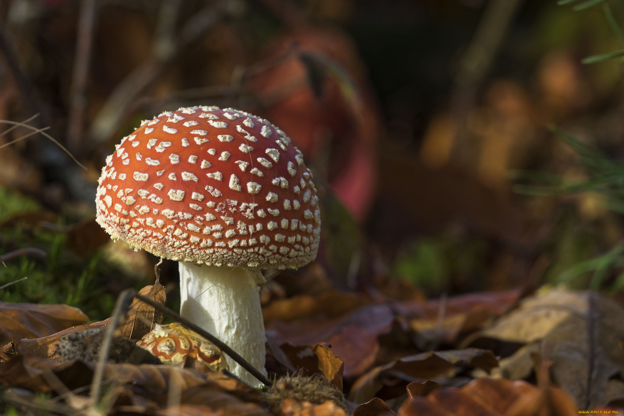природа, грибы, , мухомор, грибочек