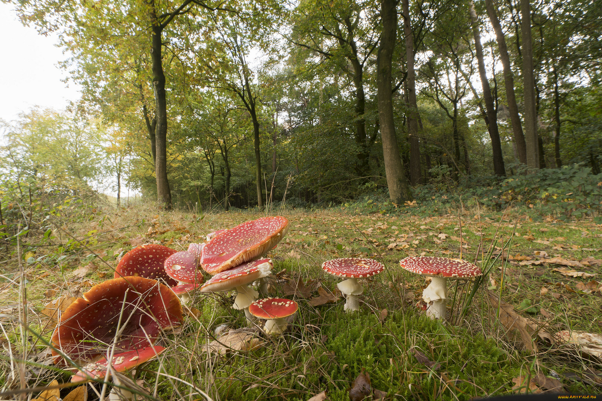 природа, грибы, , мухомор, грибочки