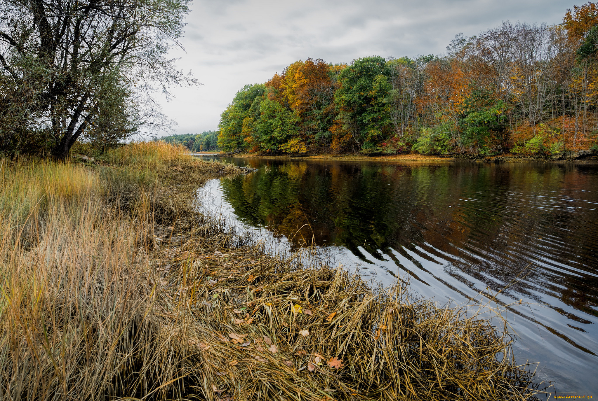 природа, реки, озера, река, лес