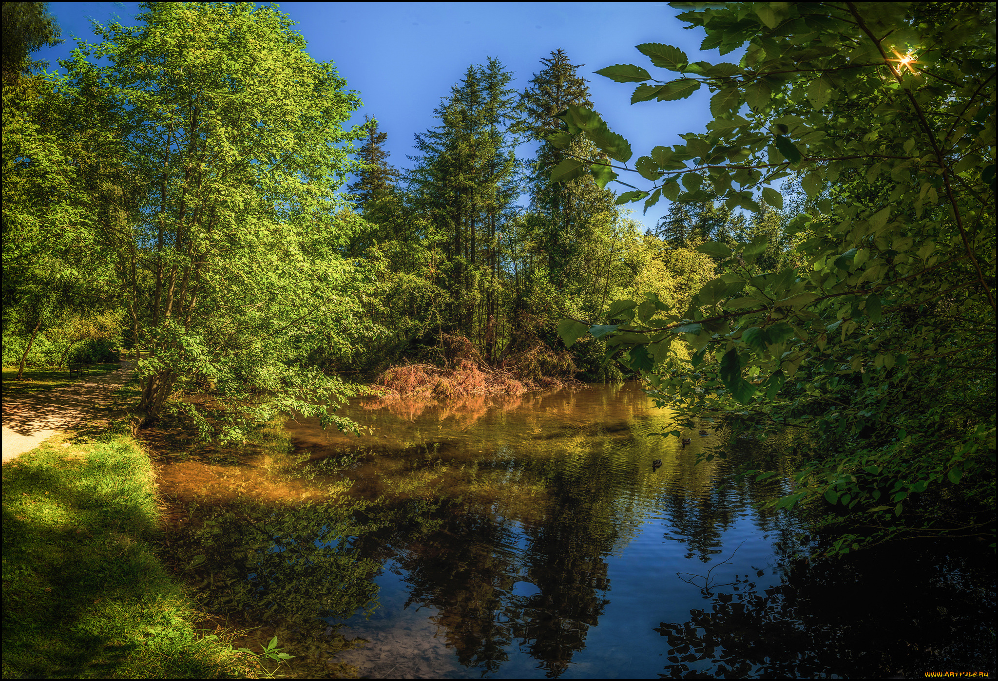 природа, реки, озера, река, лес