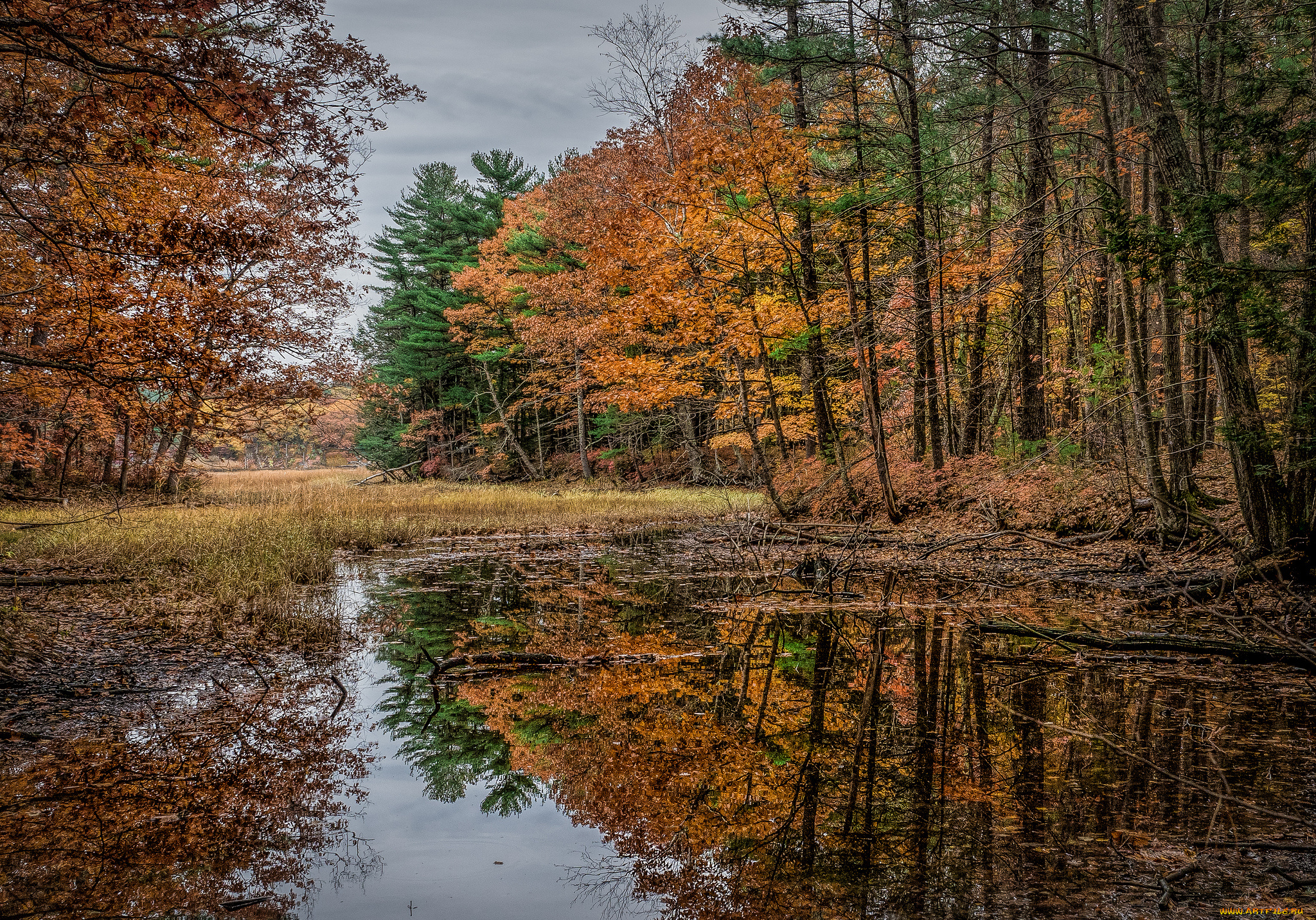 природа, реки, озера, река, лес