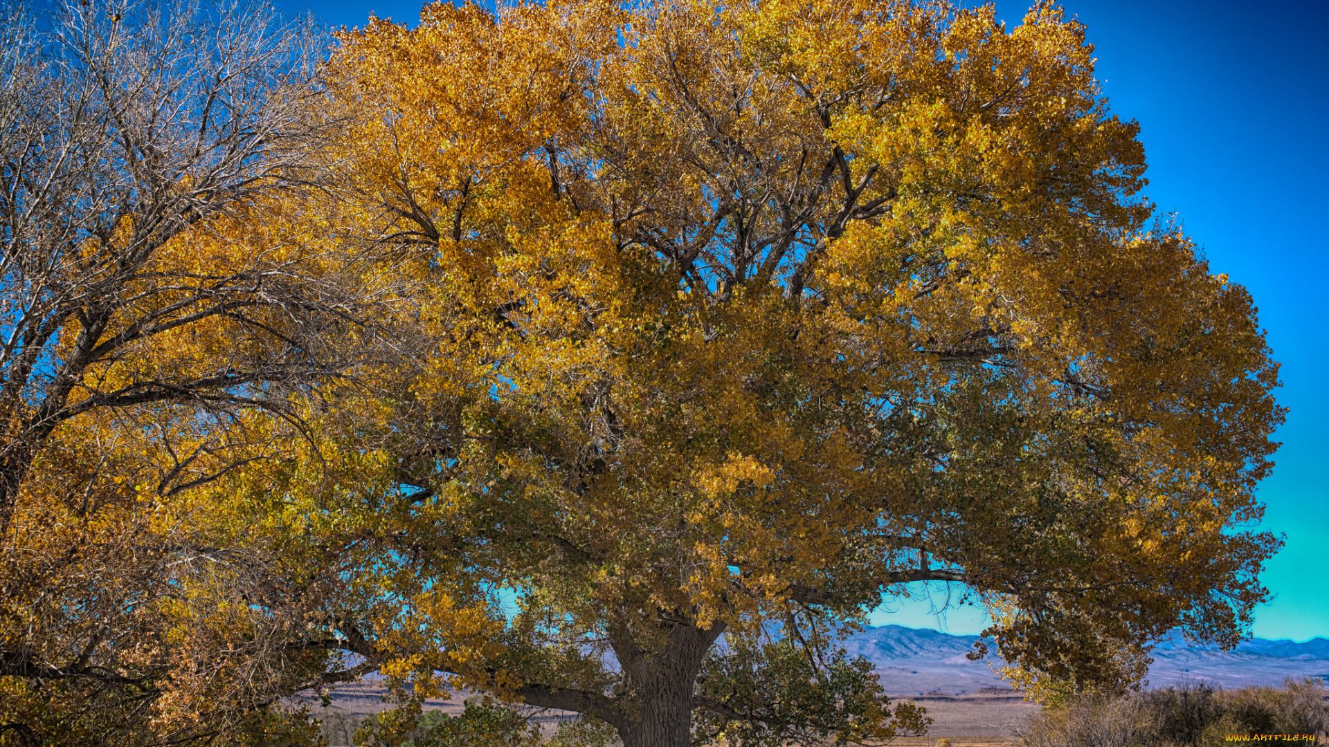 природа, деревья, река, лес