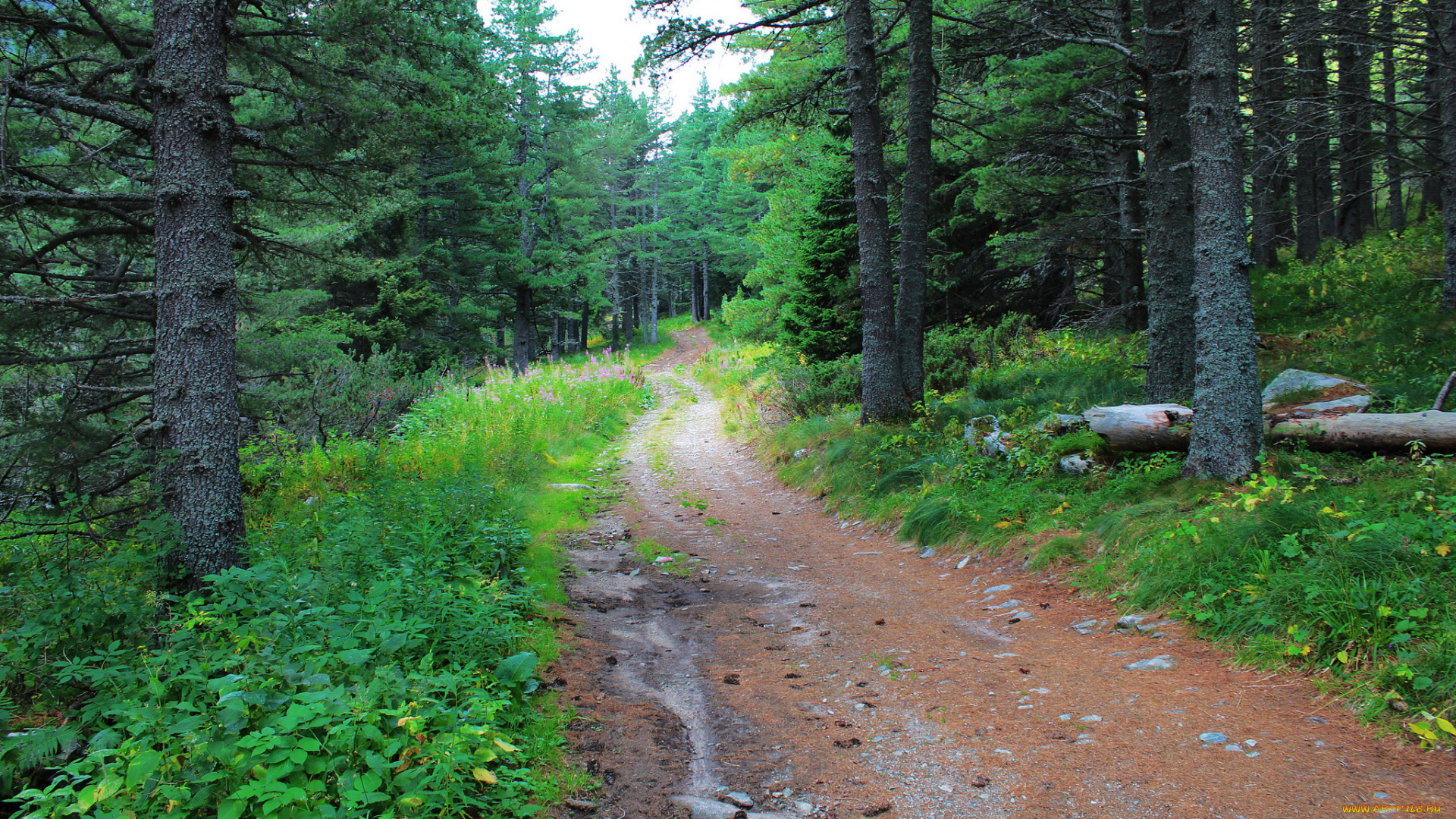 природа, дороги, простор