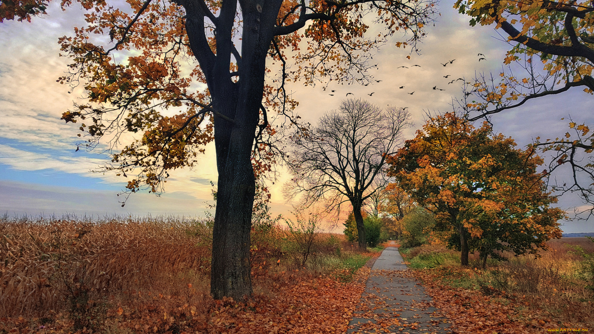 природа, дороги, река, лес