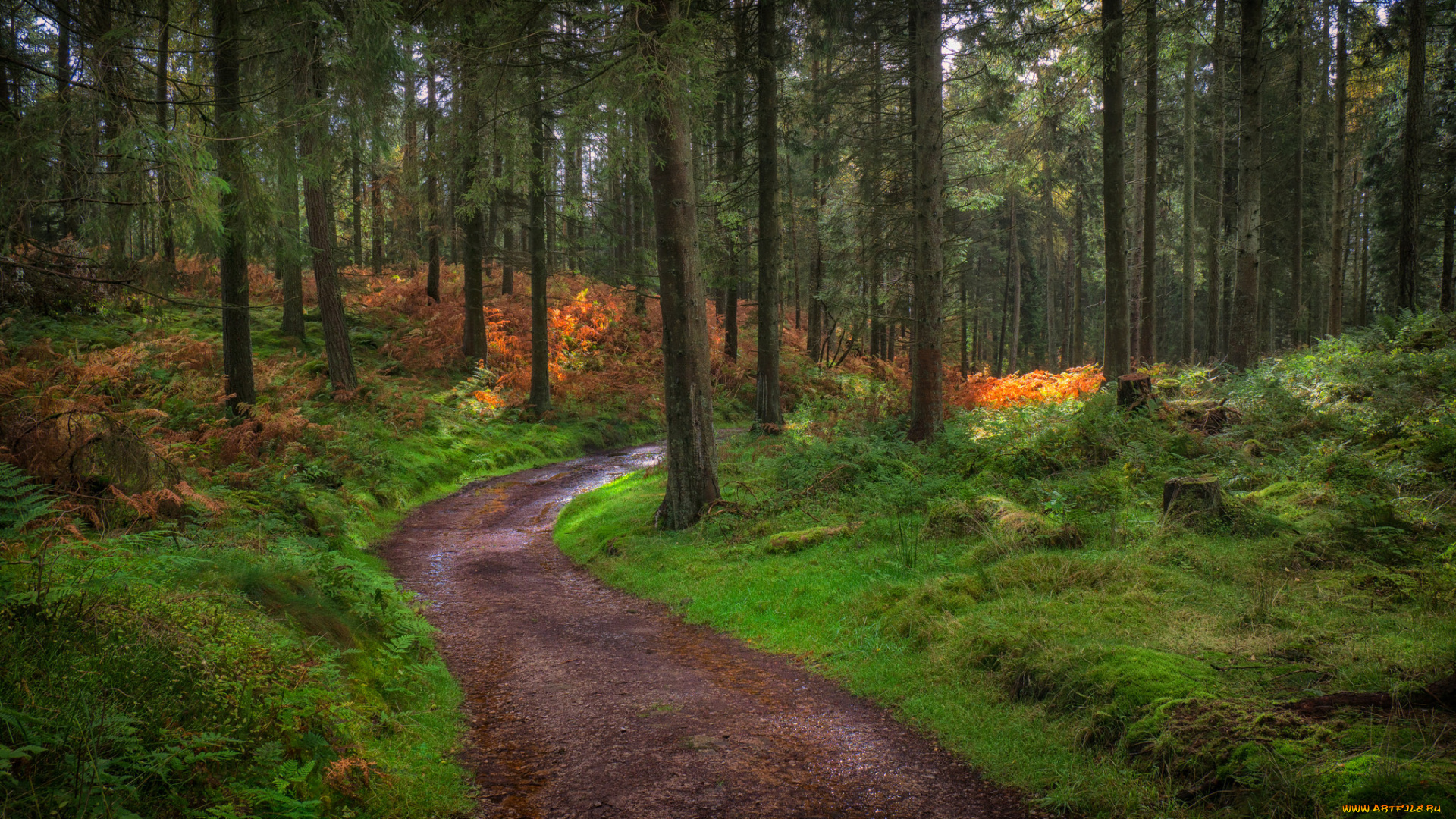 природа, дороги, река, лес