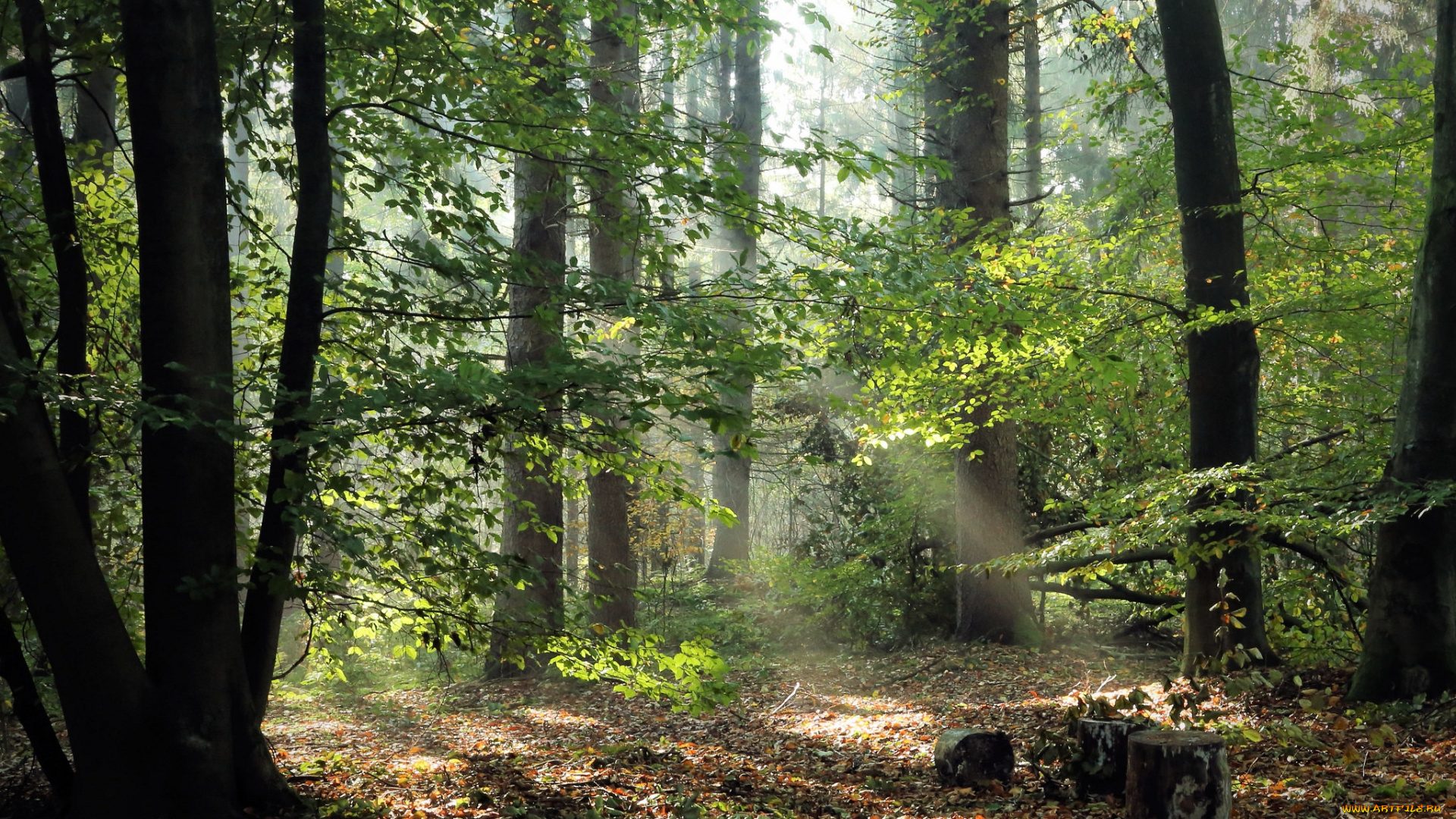 природа, лес, простор