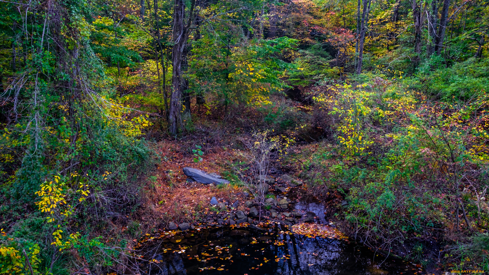 природа, лес, простор