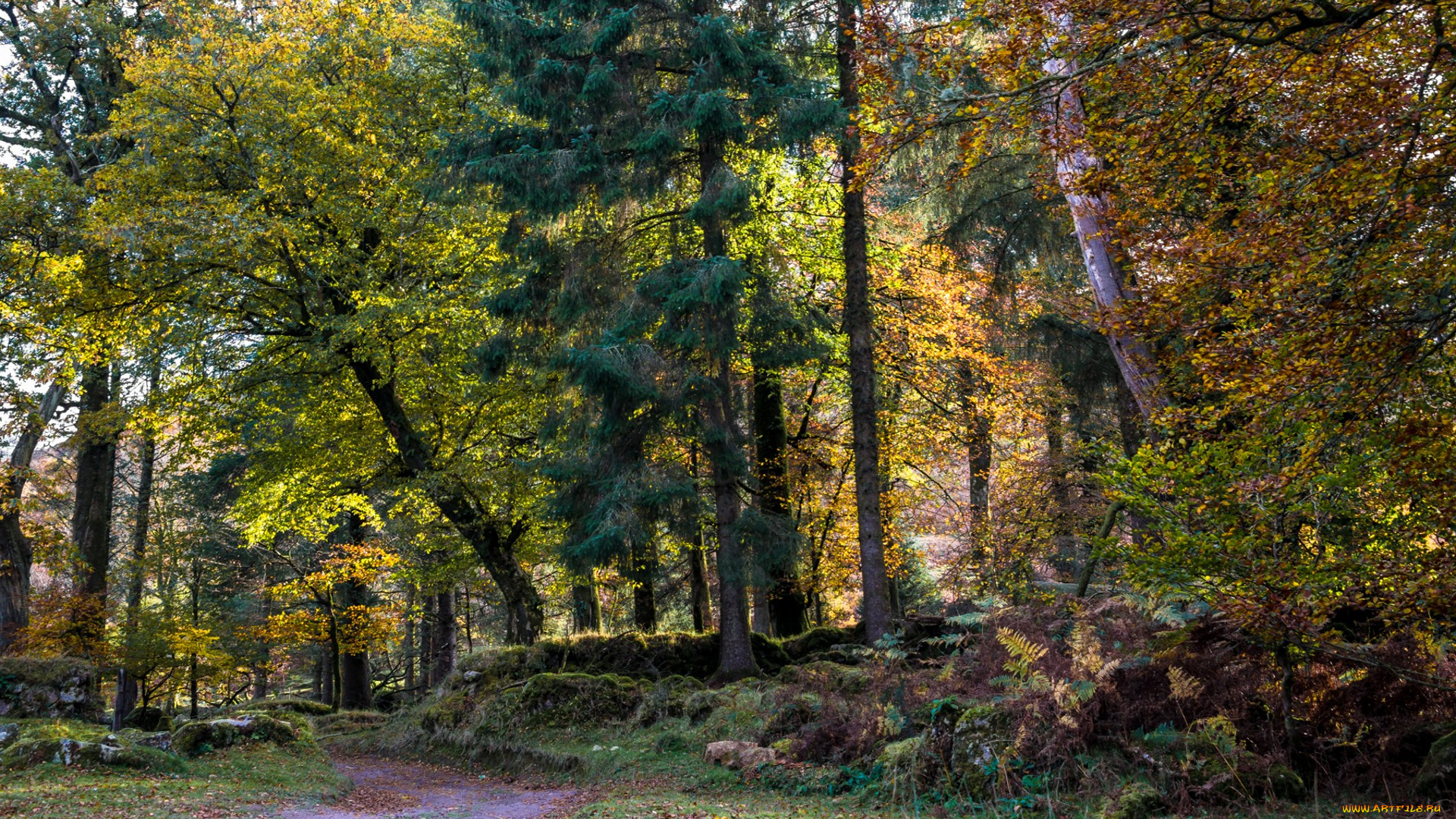 природа, лес, простор