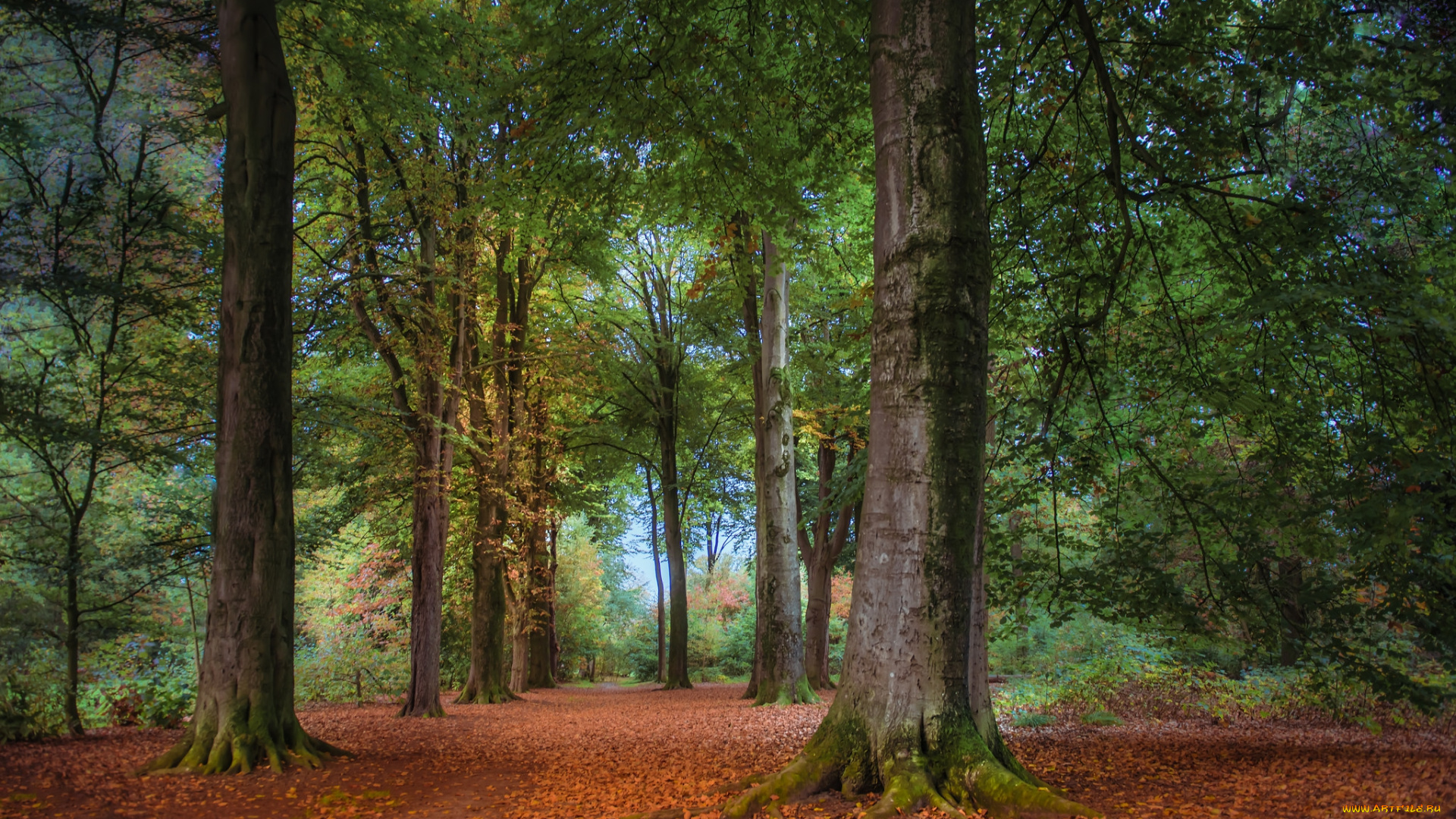 природа, лес, простор