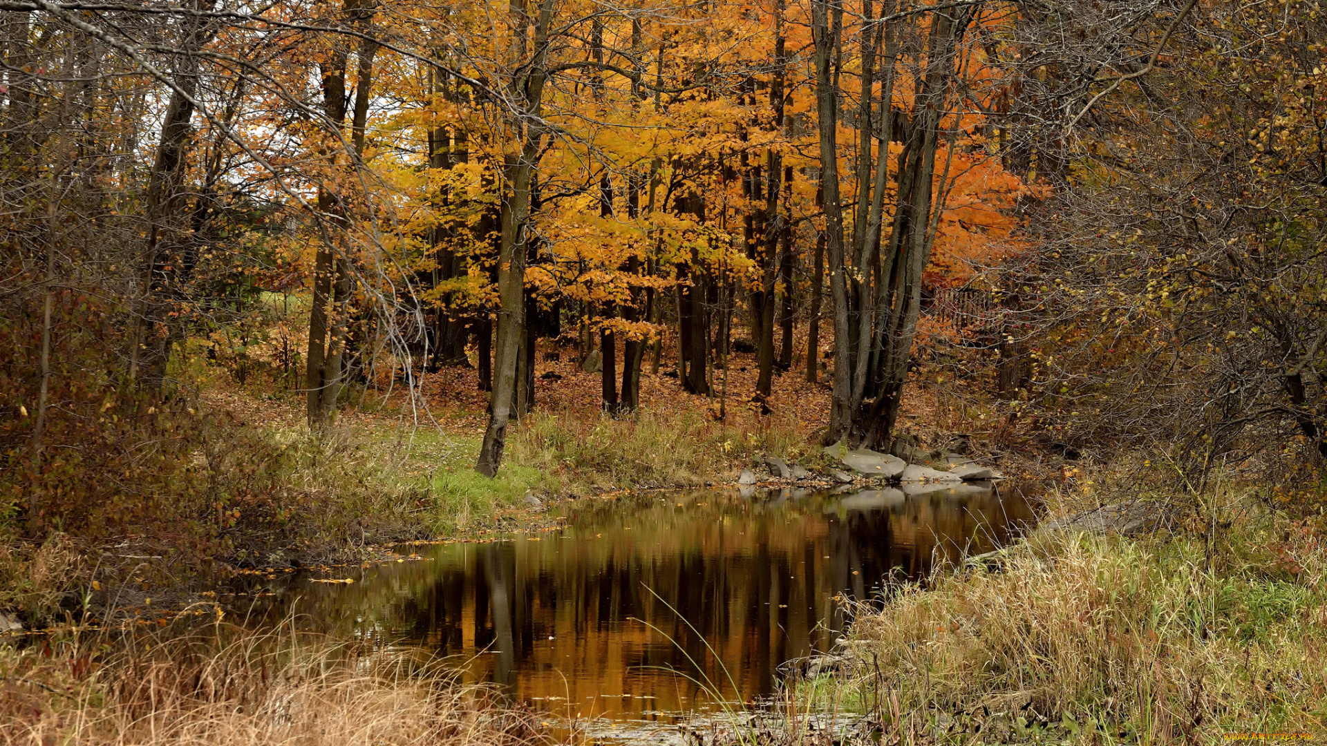 природа, лес, простор