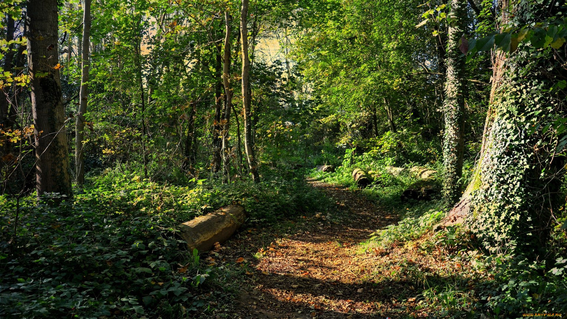 природа, лес, простор