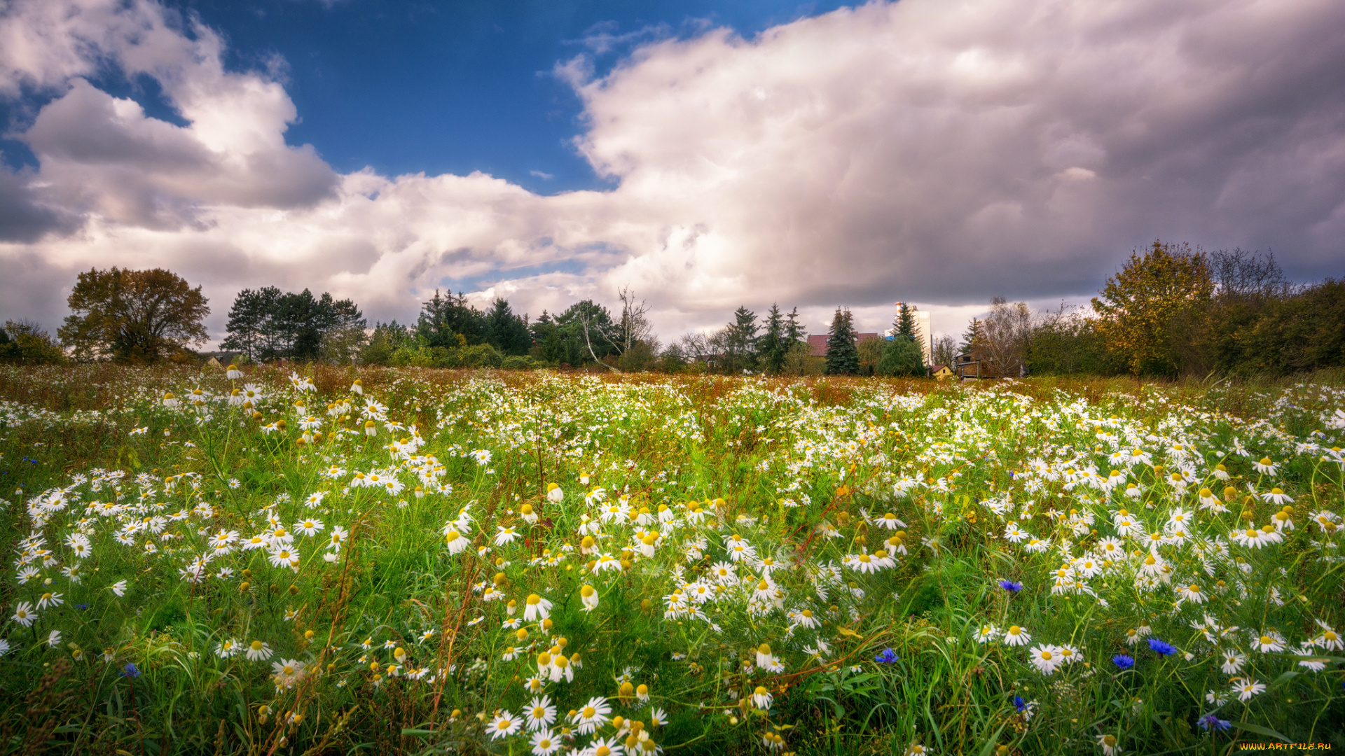 природа, луга, простор