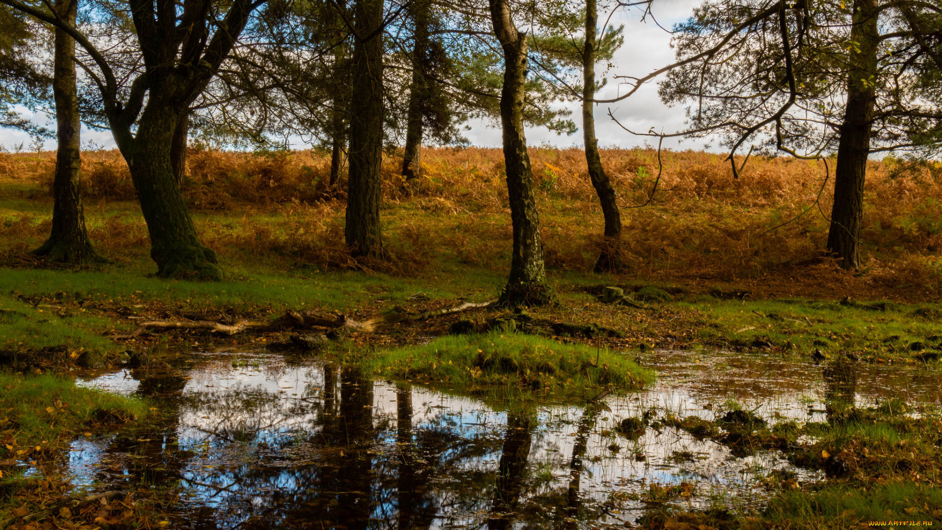 природа, пейзажи, река, лес