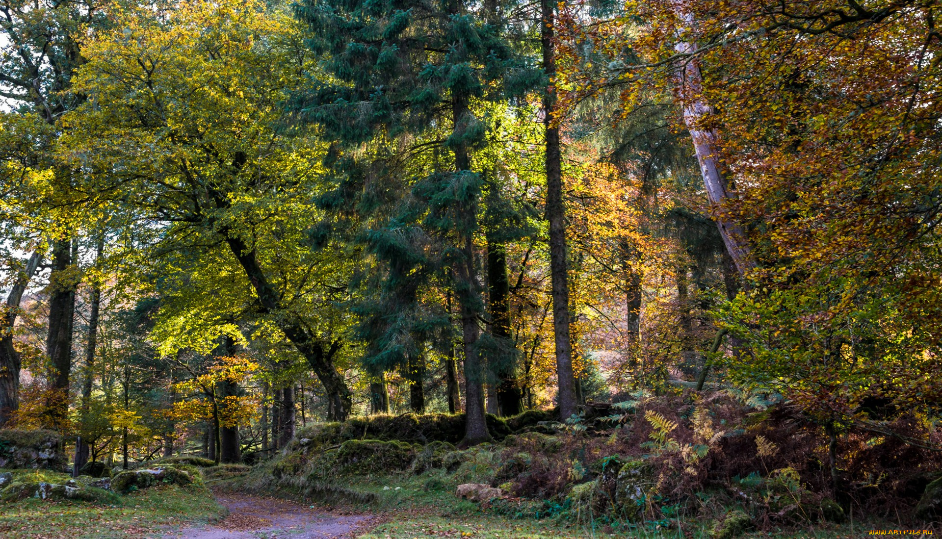 природа, лес, простор