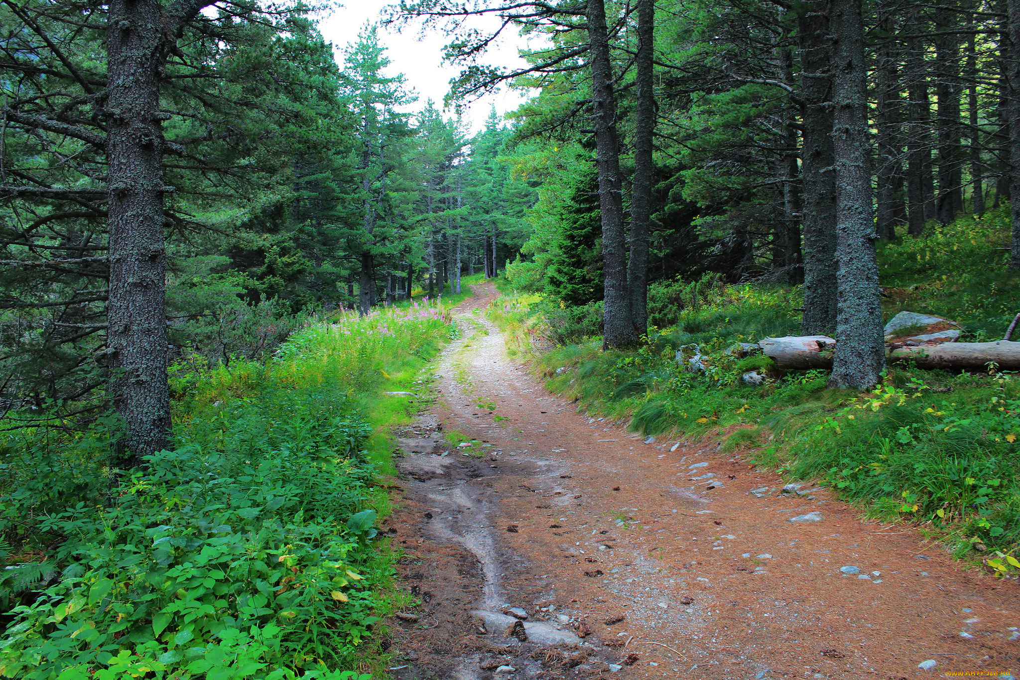 природа, дороги, простор