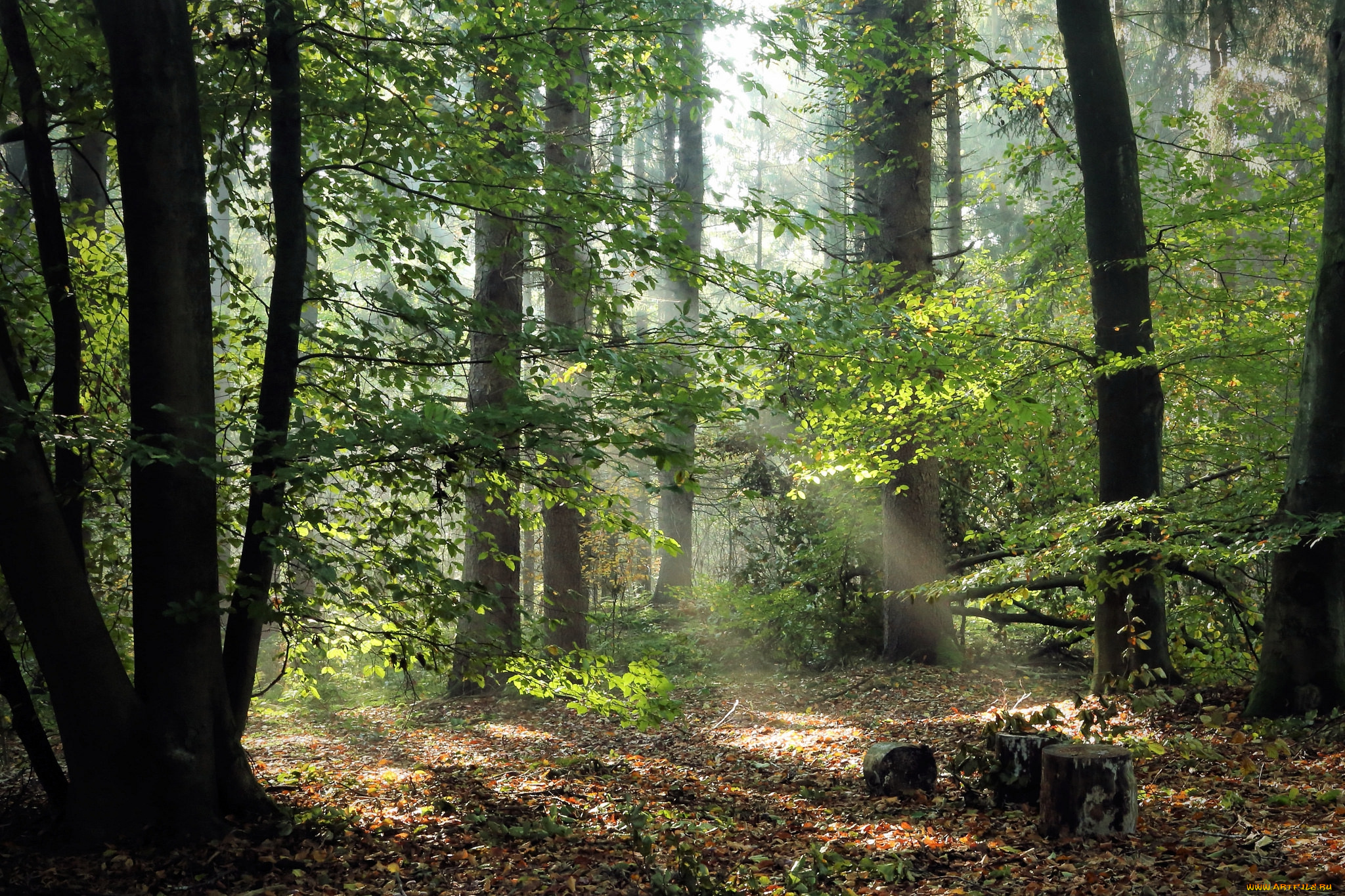 природа, лес, простор