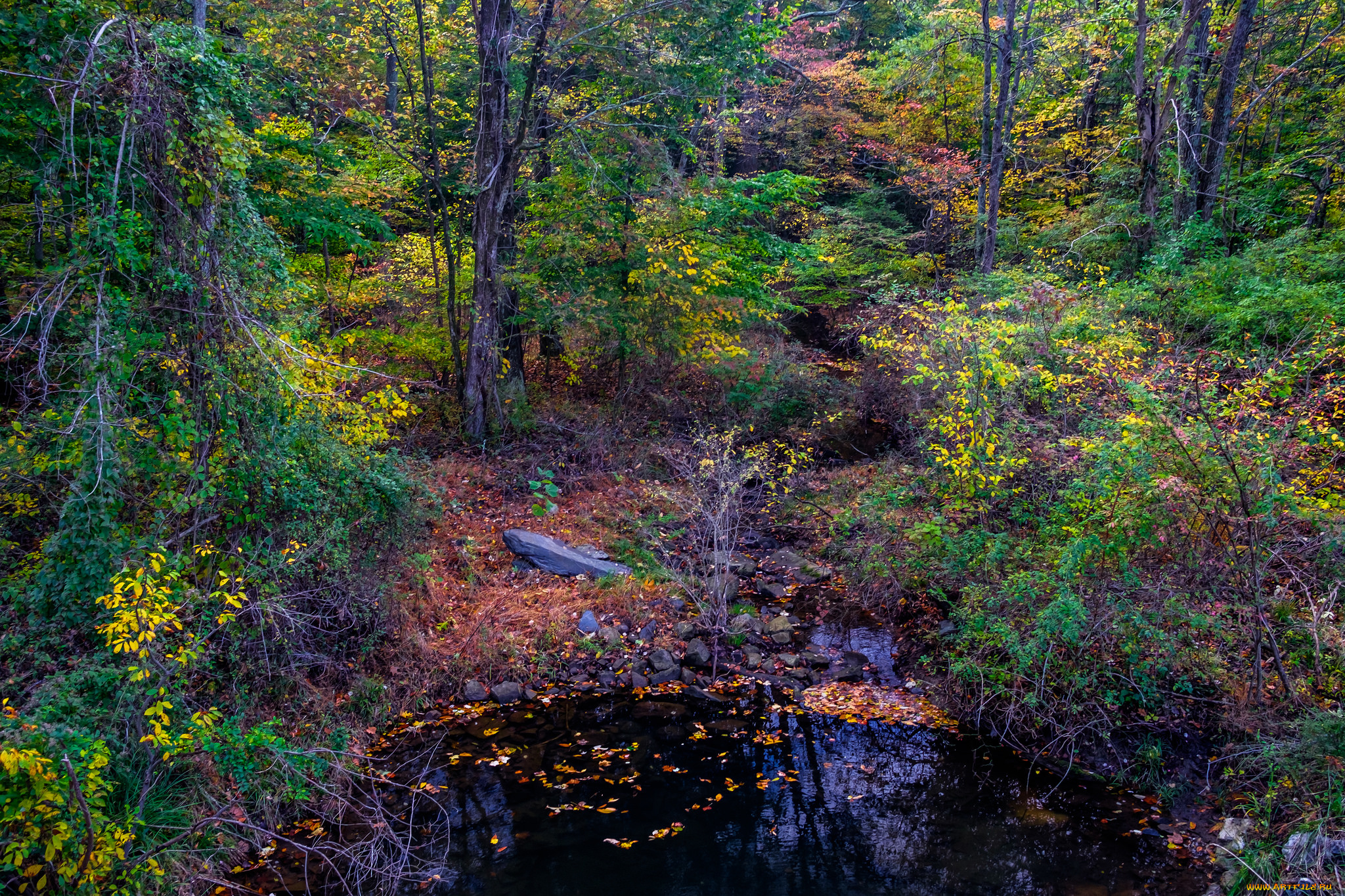 природа, лес, простор
