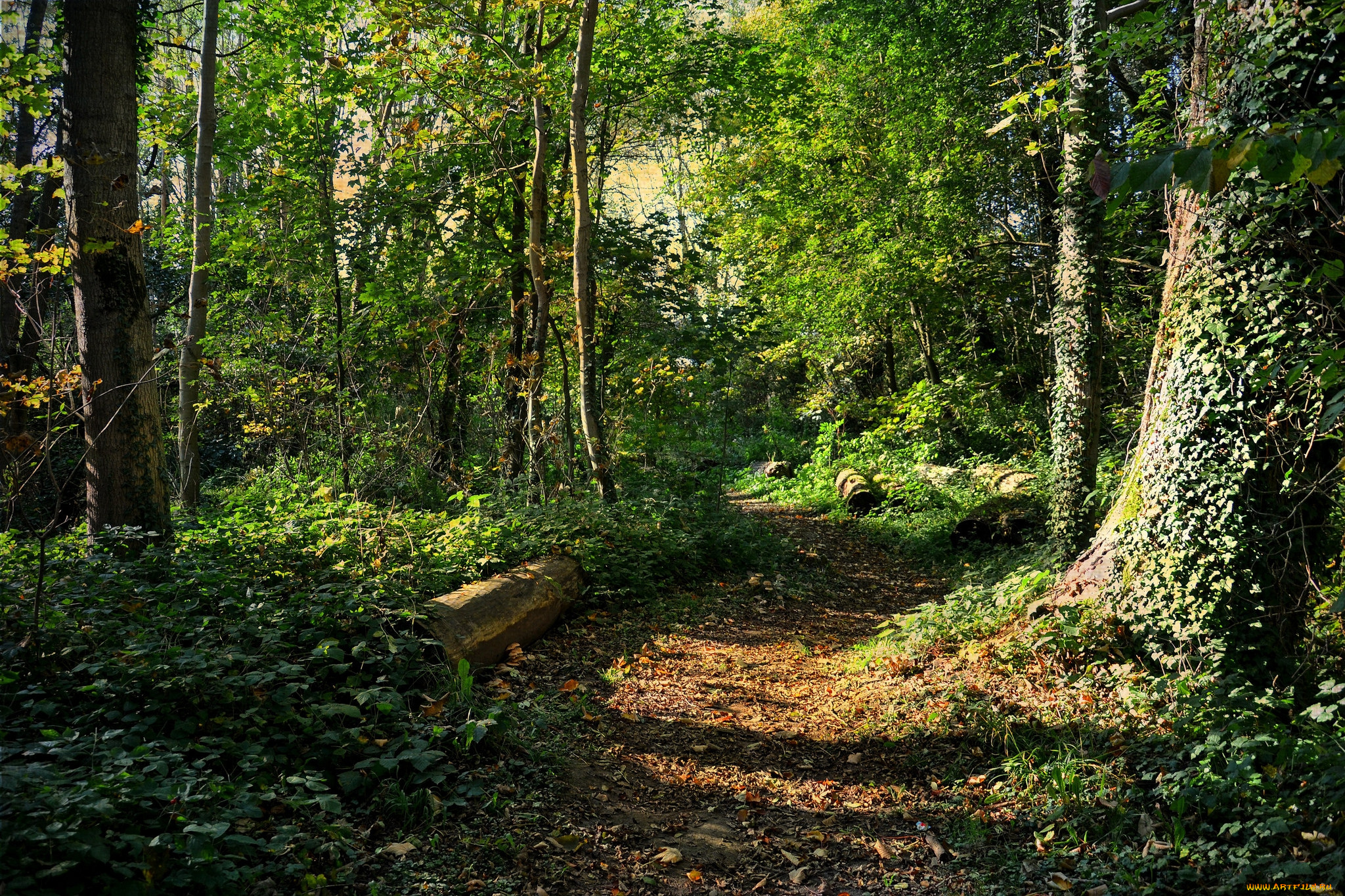 природа, лес, простор