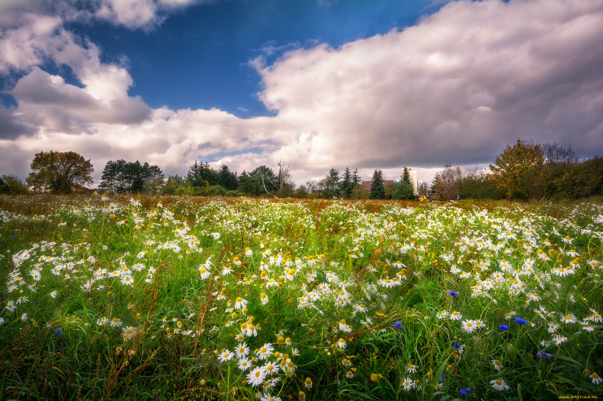 природа, луга, простор