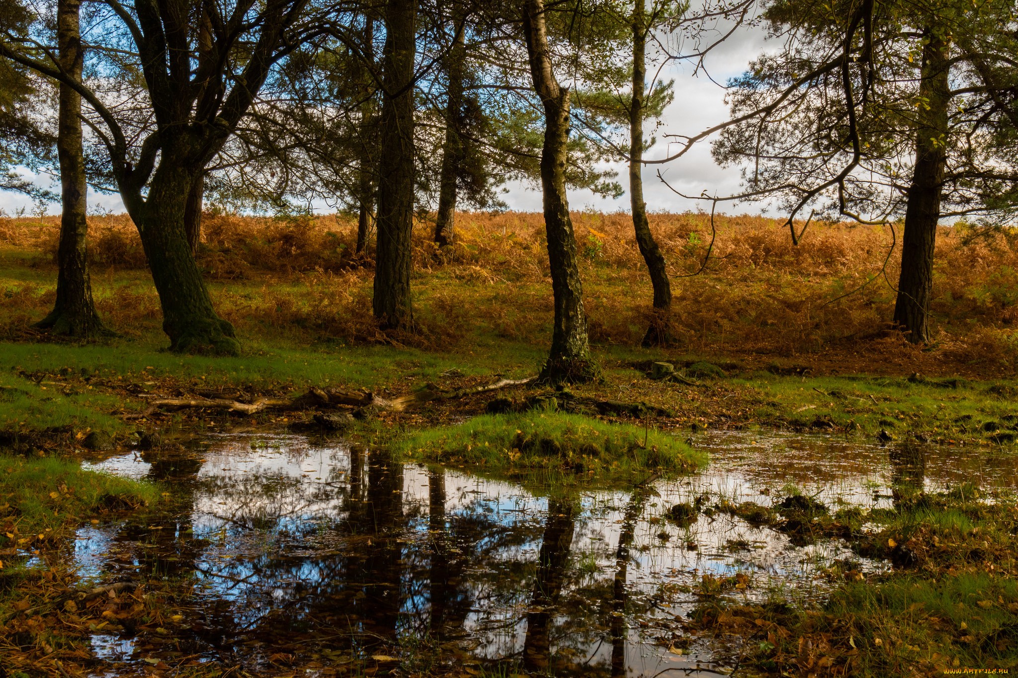 природа, пейзажи, река, лес