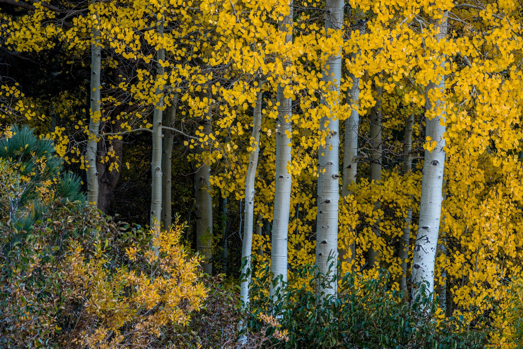 природа, лес, простор