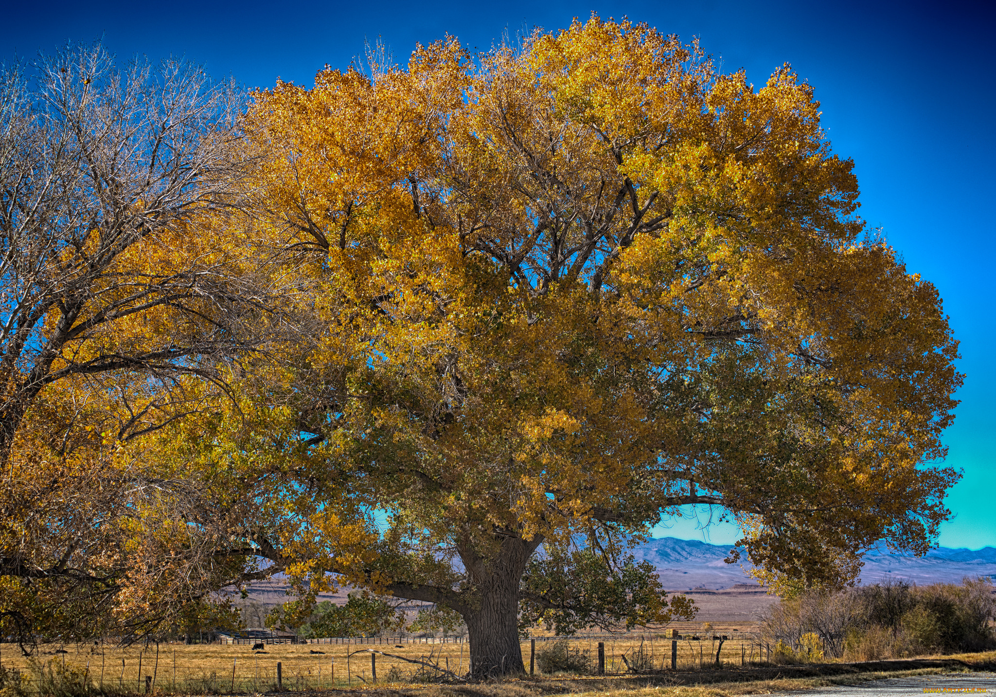 природа, деревья, река, лес