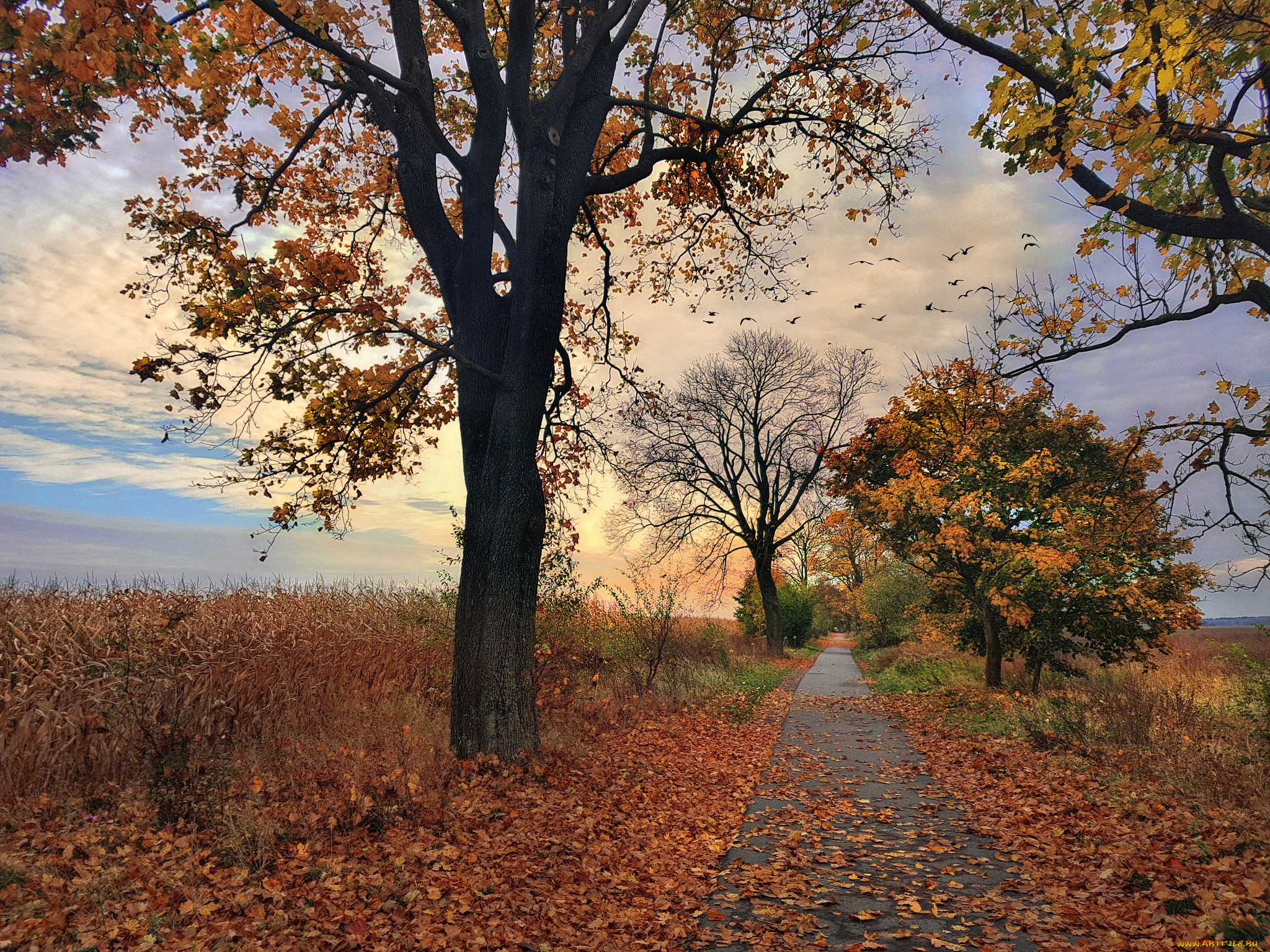 природа, дороги, река, лес