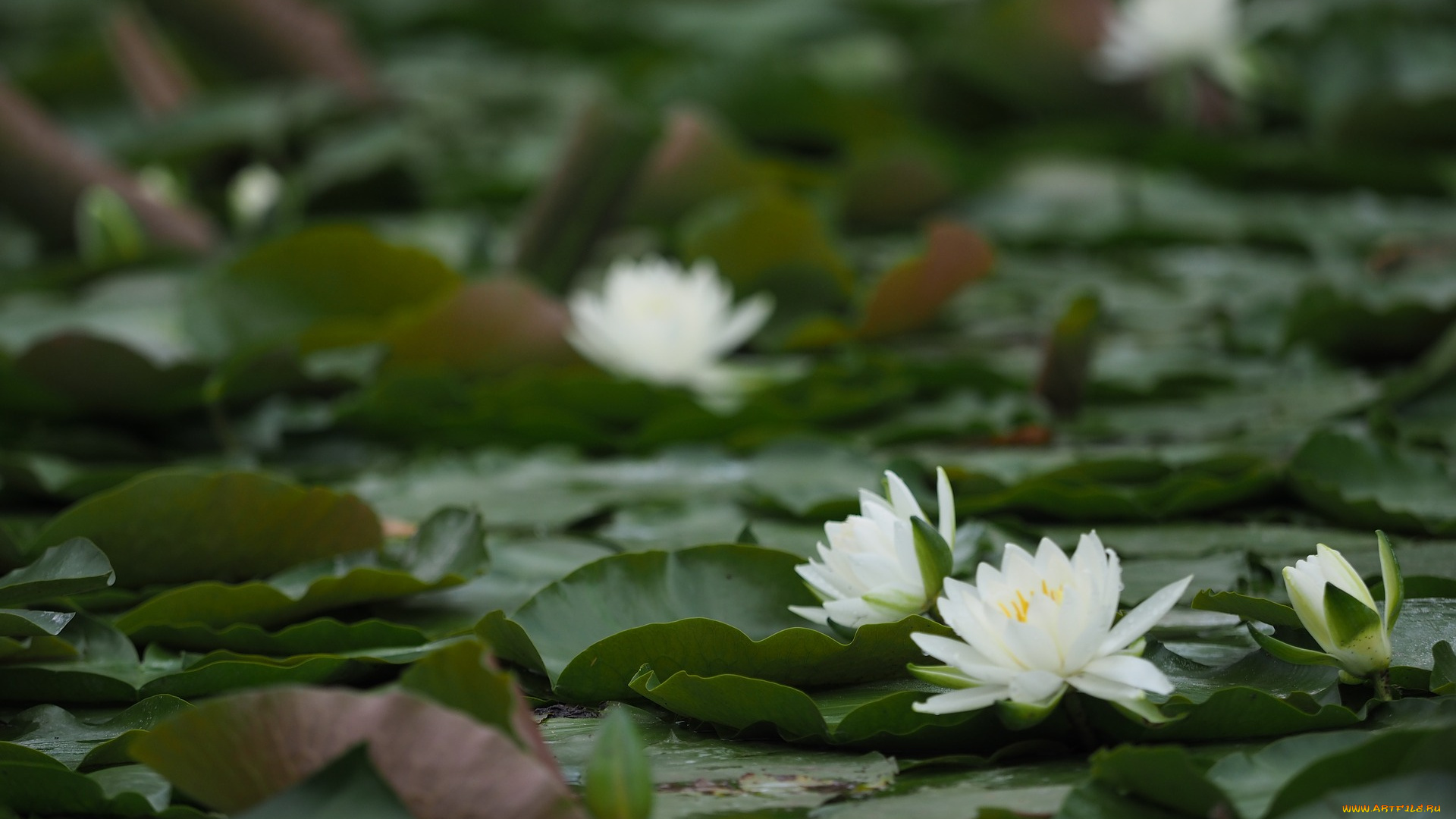 цветы, лилии, водяные, , нимфеи, , кувшинки, лотос, пруд, природа