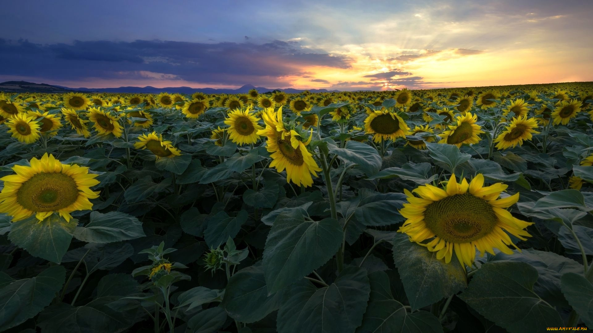 цветы, подсолнухи, поле