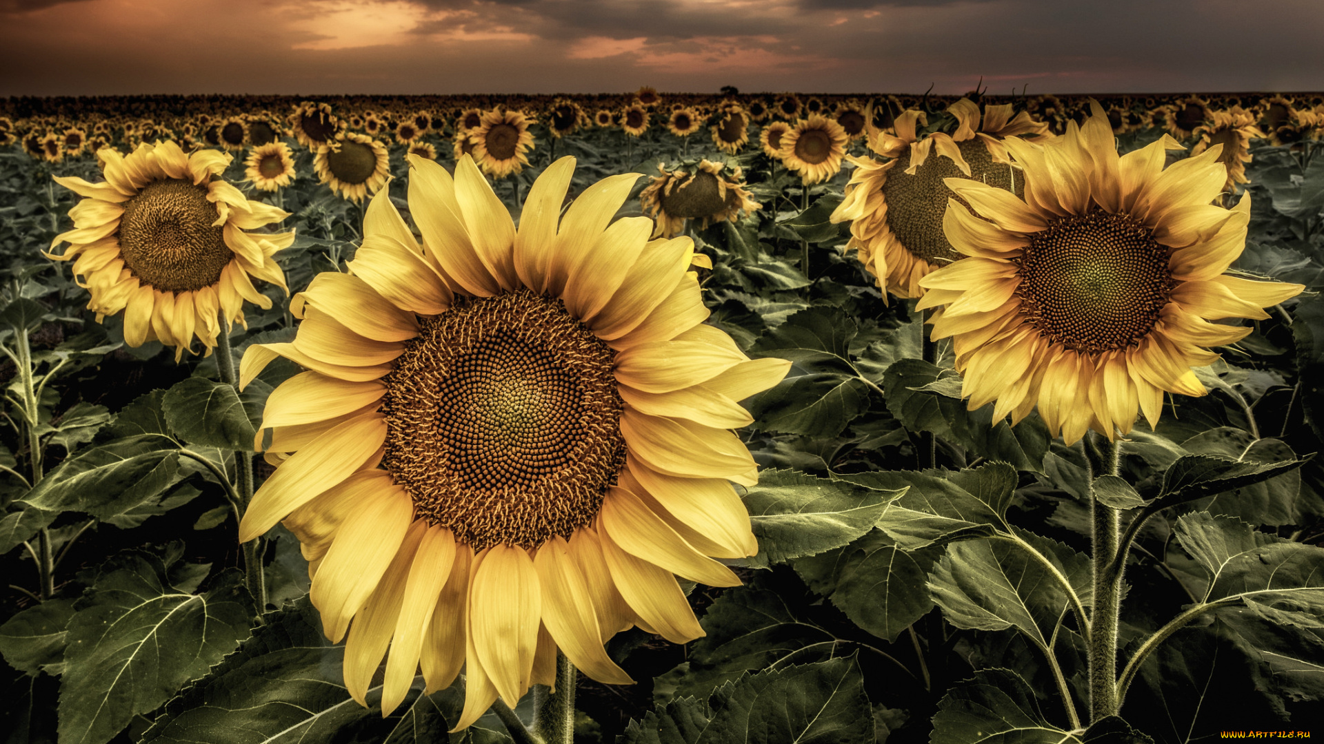 цветы, подсолнухи, поле