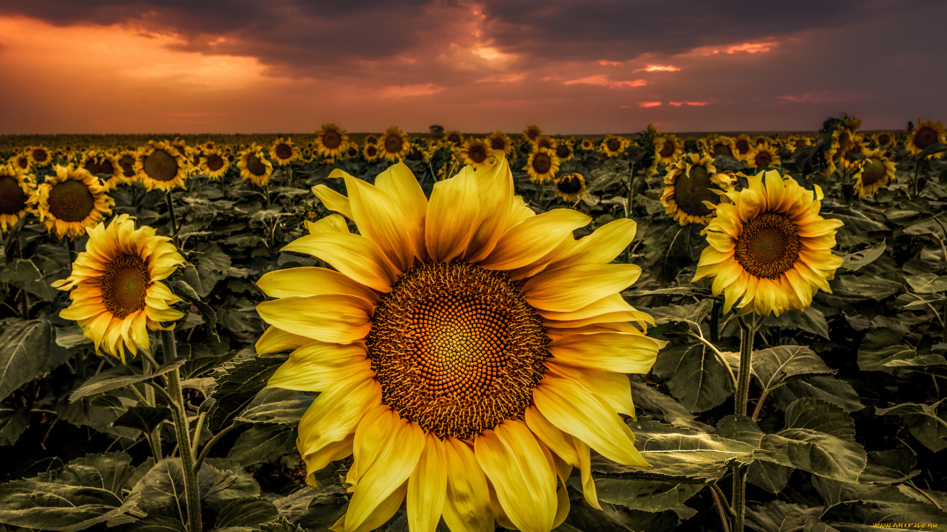 цветы, подсолнухи, поле