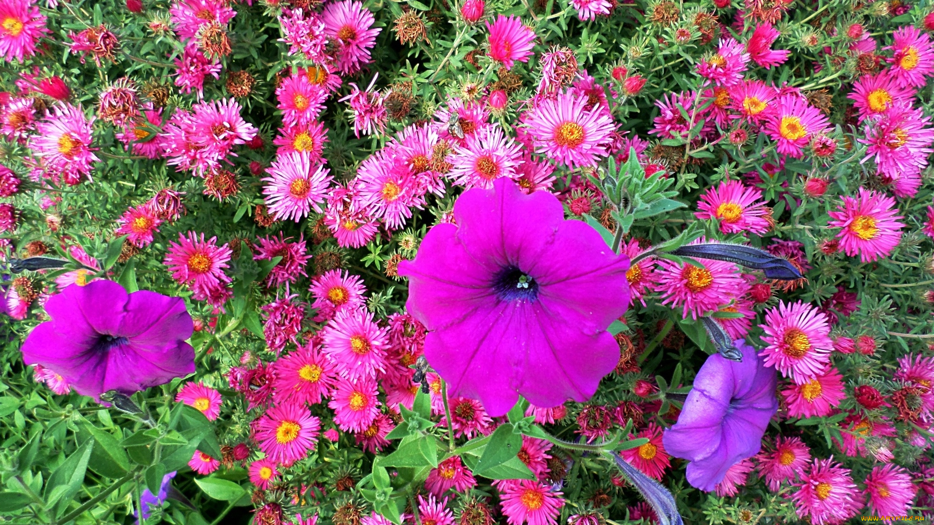 цветы, разные, вместе, фон, лепестки