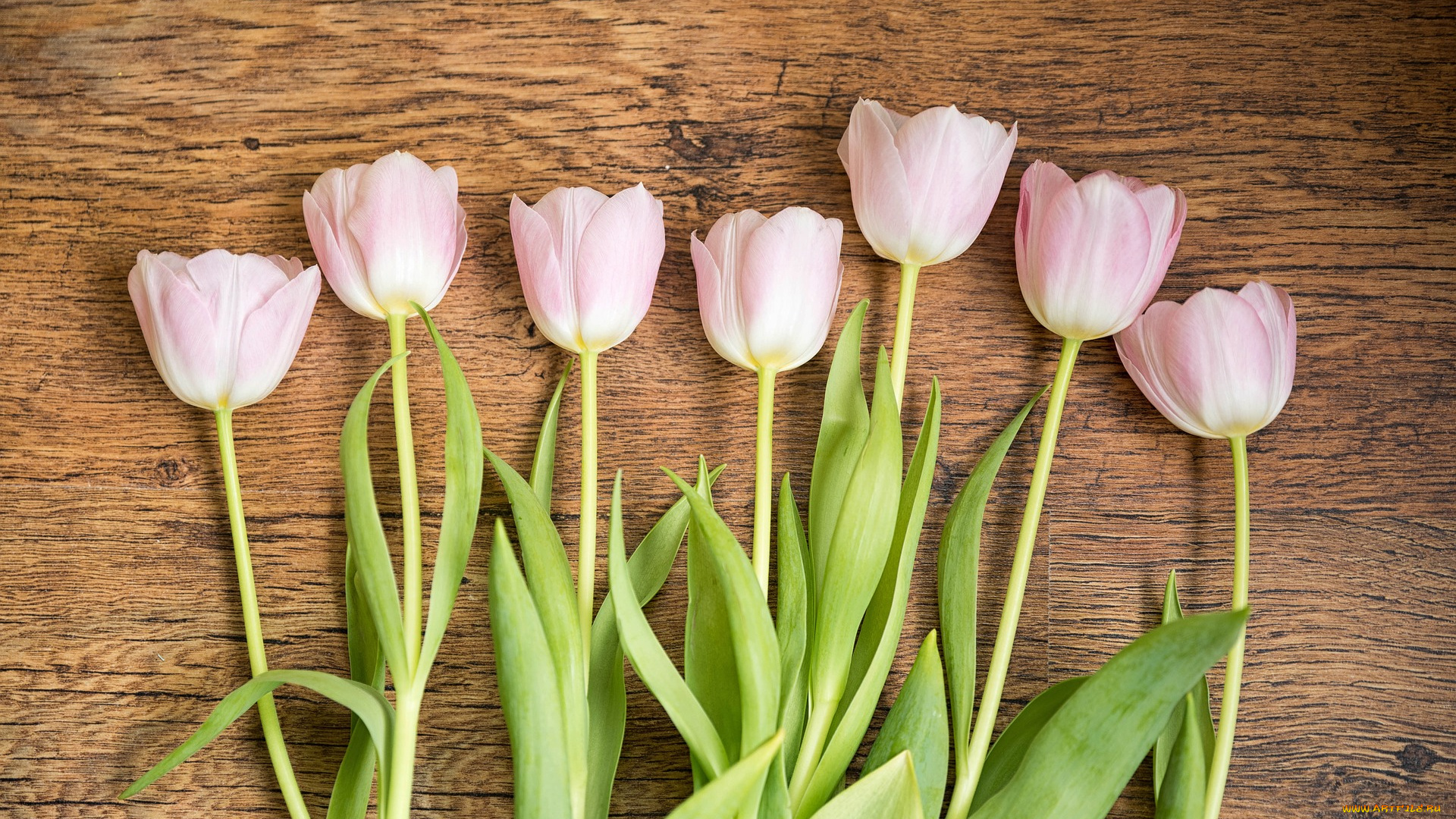 цветы, тюльпаны, весна