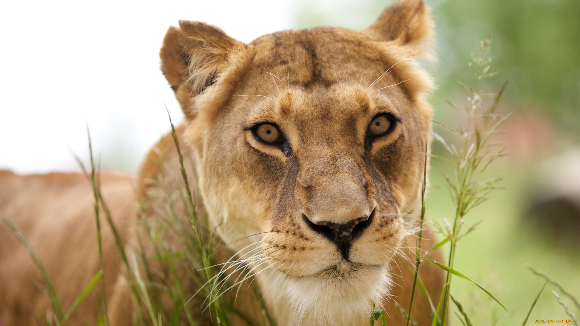 животные, львы, львица, трава