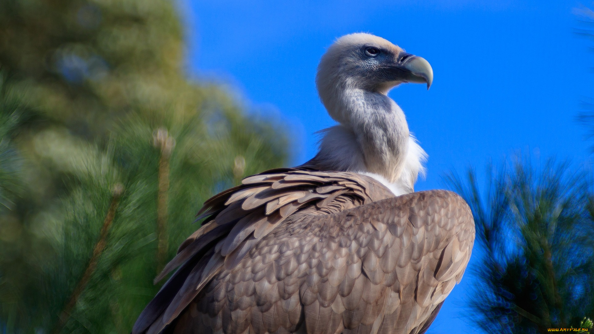 животные, птицы, -, хищники, птица, взгляд