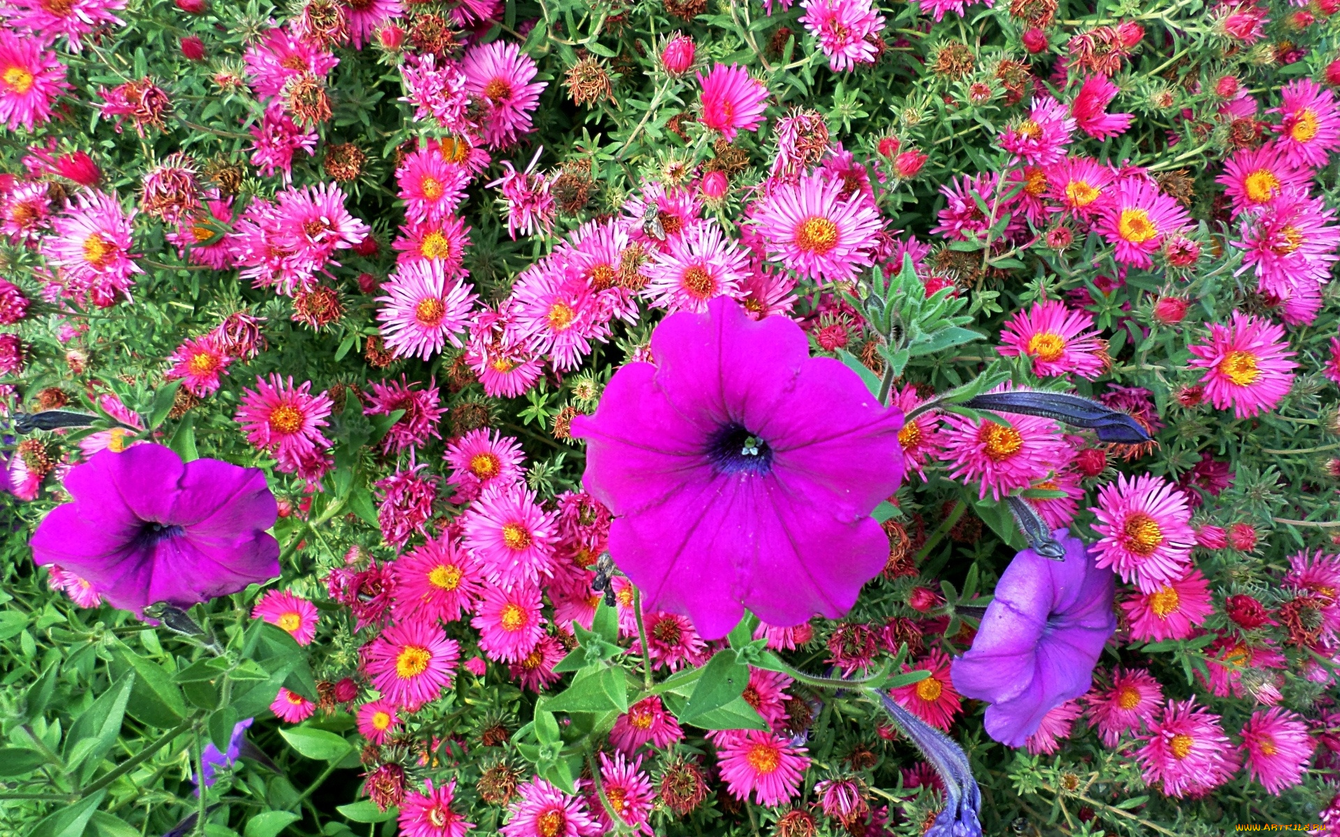 цветы, разные, вместе, фон, лепестки