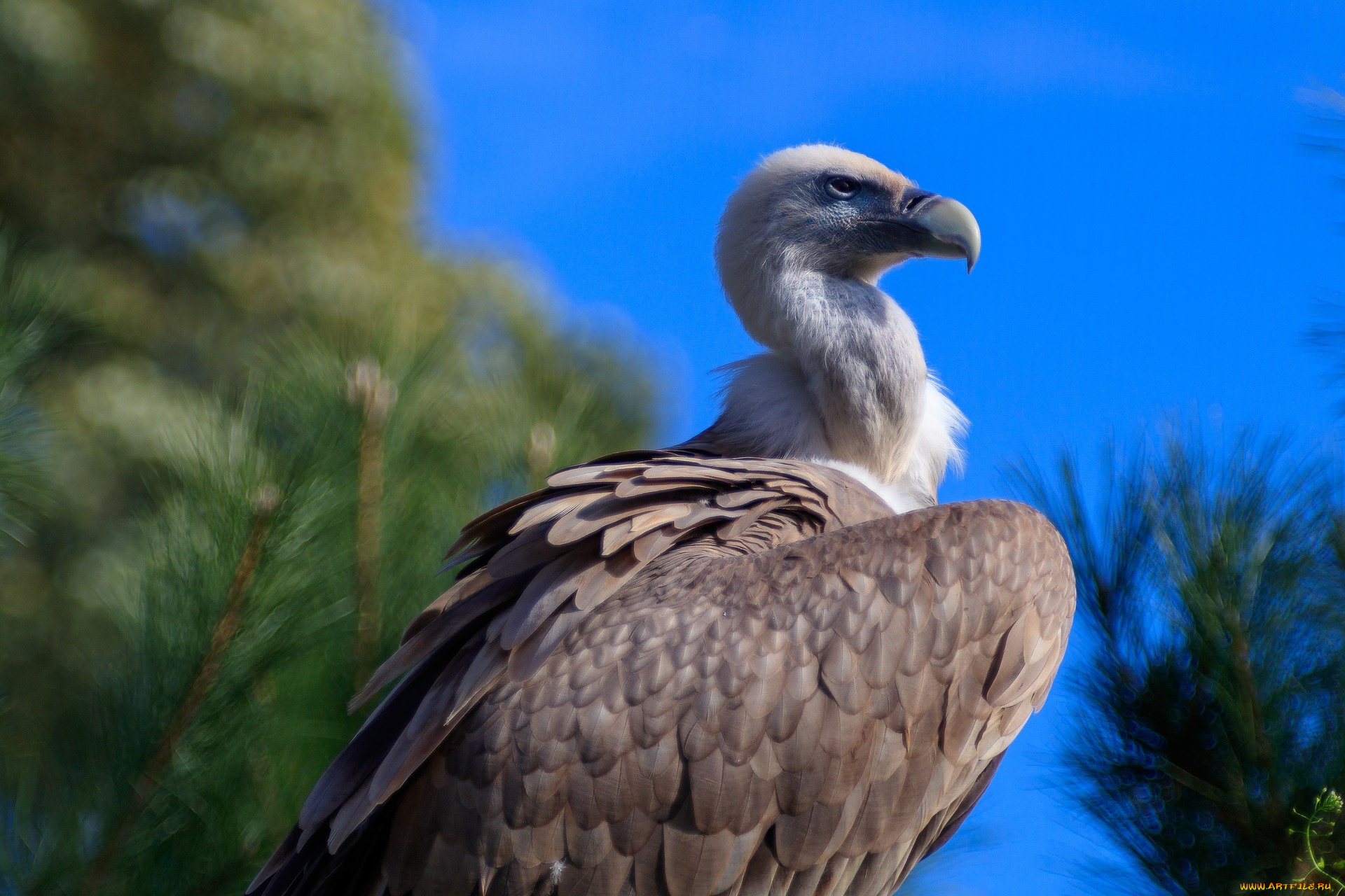 животные, птицы, -, хищники, птица, взгляд