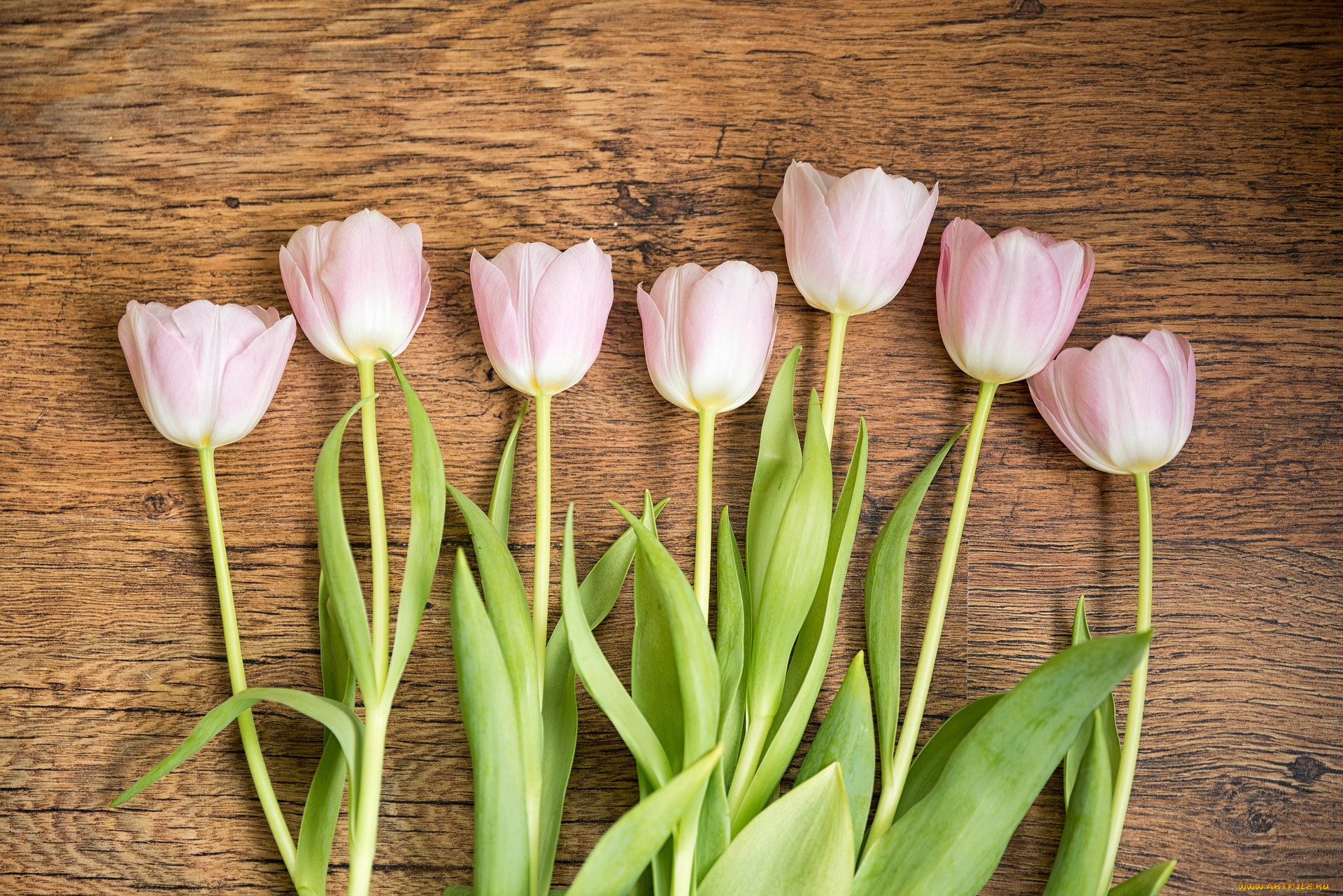цветы, тюльпаны, весна
