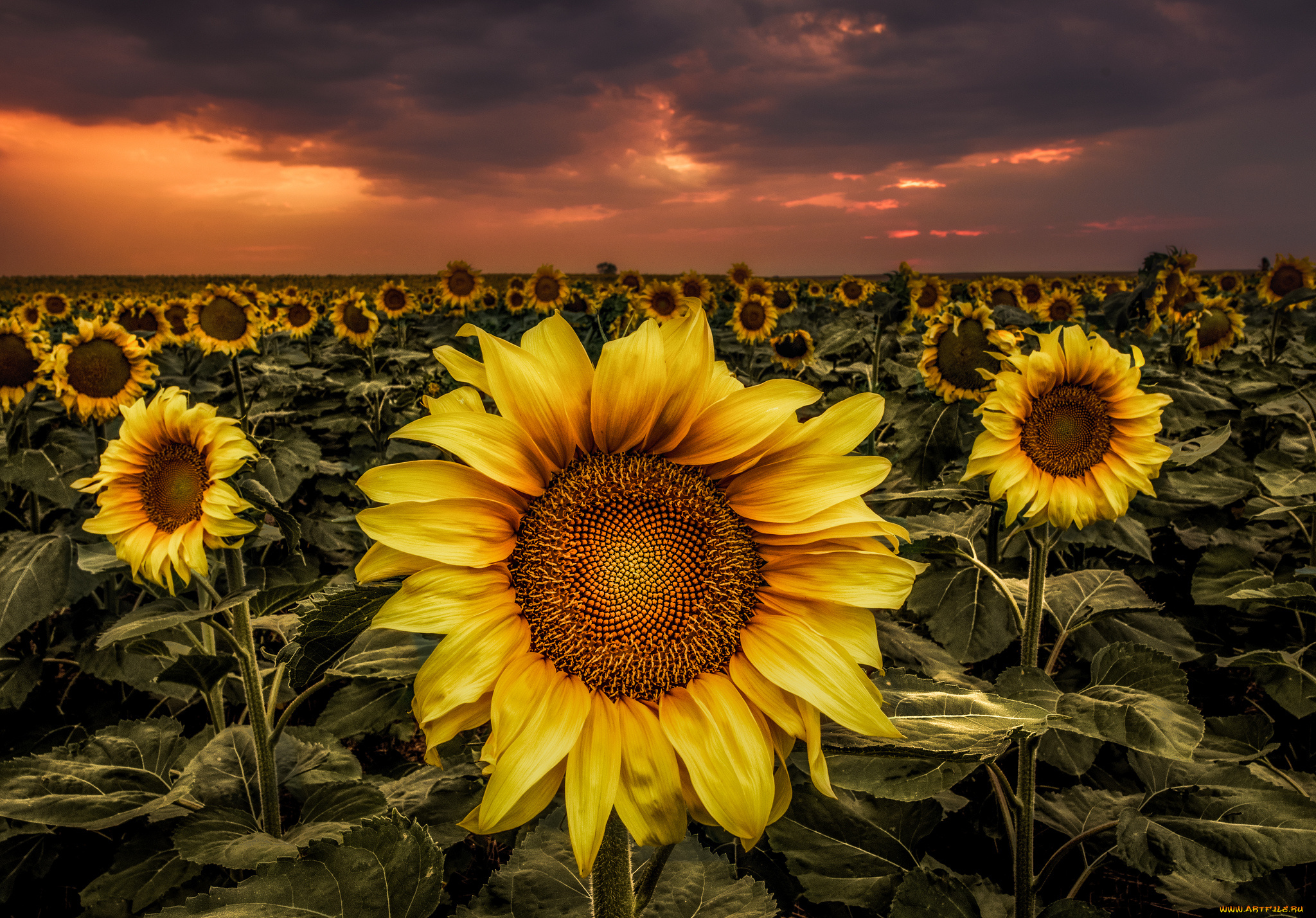 цветы, подсолнухи, поле