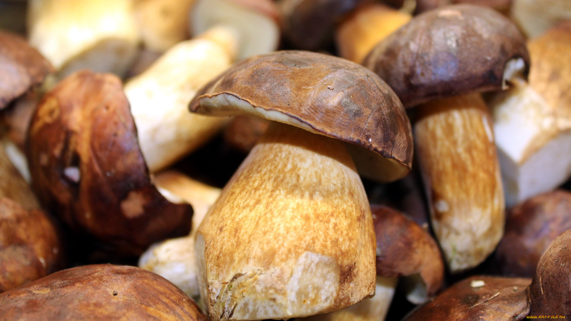 еда, грибы, , грибные, блюда, боровики