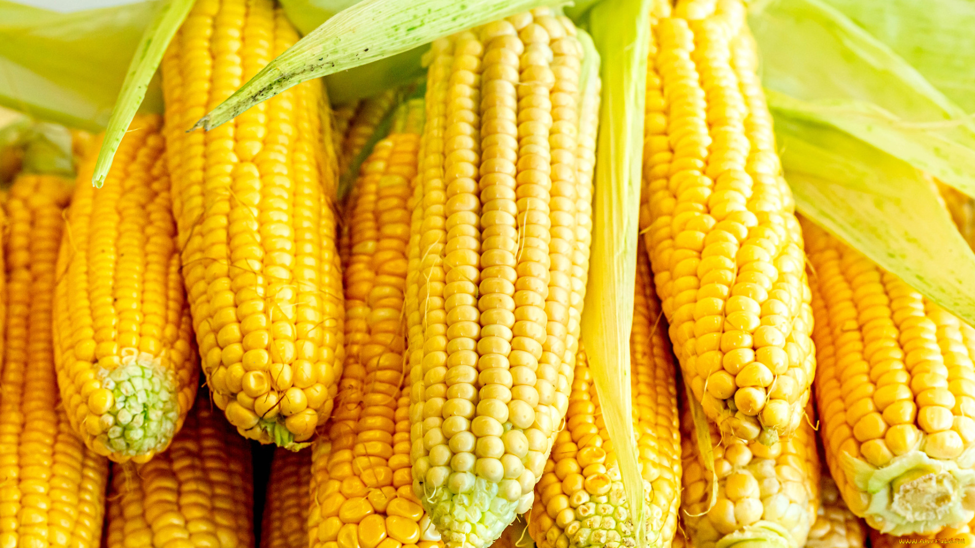 еда, кукуруза, снедь