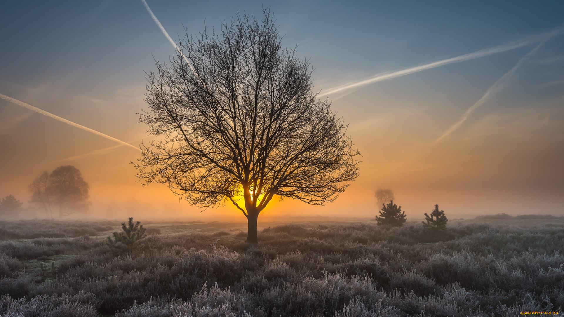 природа, деревья, простор